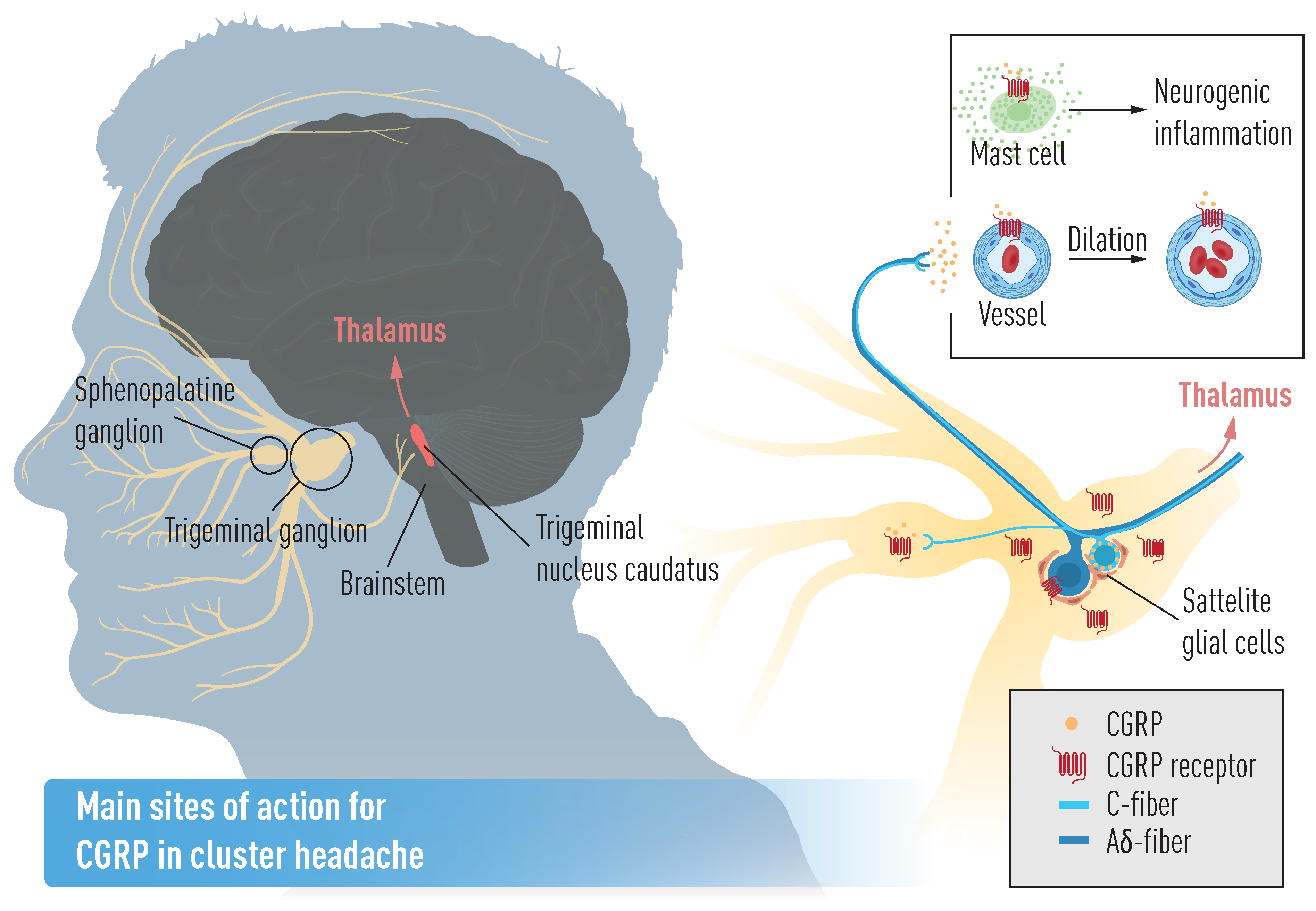 Brain Sciences Free FullText Calcitonin GeneRelated Peptide (CGRP