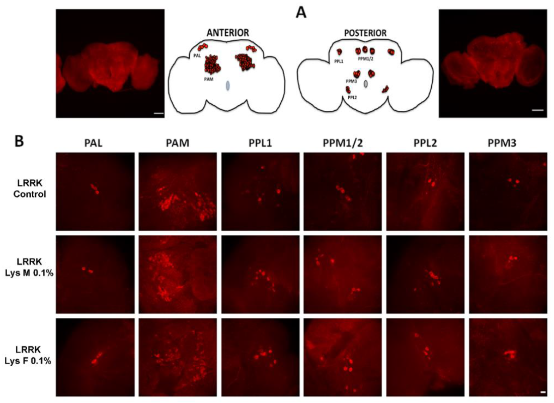 Brainsci 10 00045 g005 Brainsci 10 00045 g005