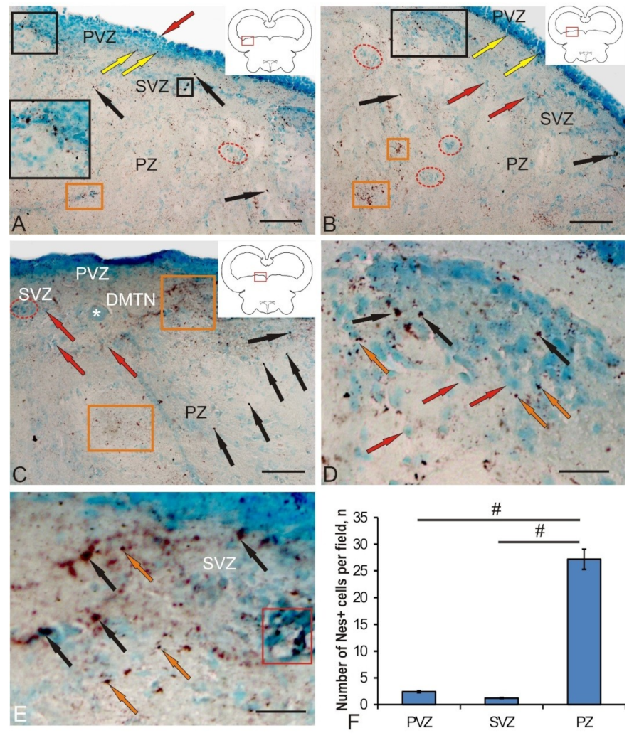 Brainsci 10 00065 g003 Brainsci 10 00065 g003