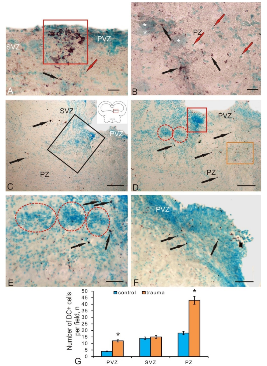 Brainsci 10 00065 g008 Brainsci 10 00065 g008