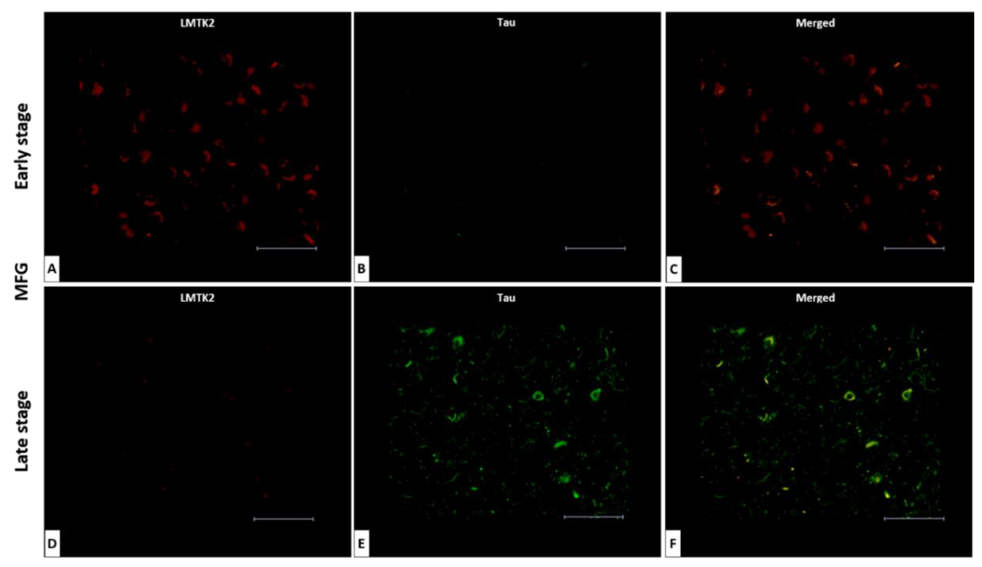 Brainsci 10 00068 g003 Brainsci 10 00068 g003