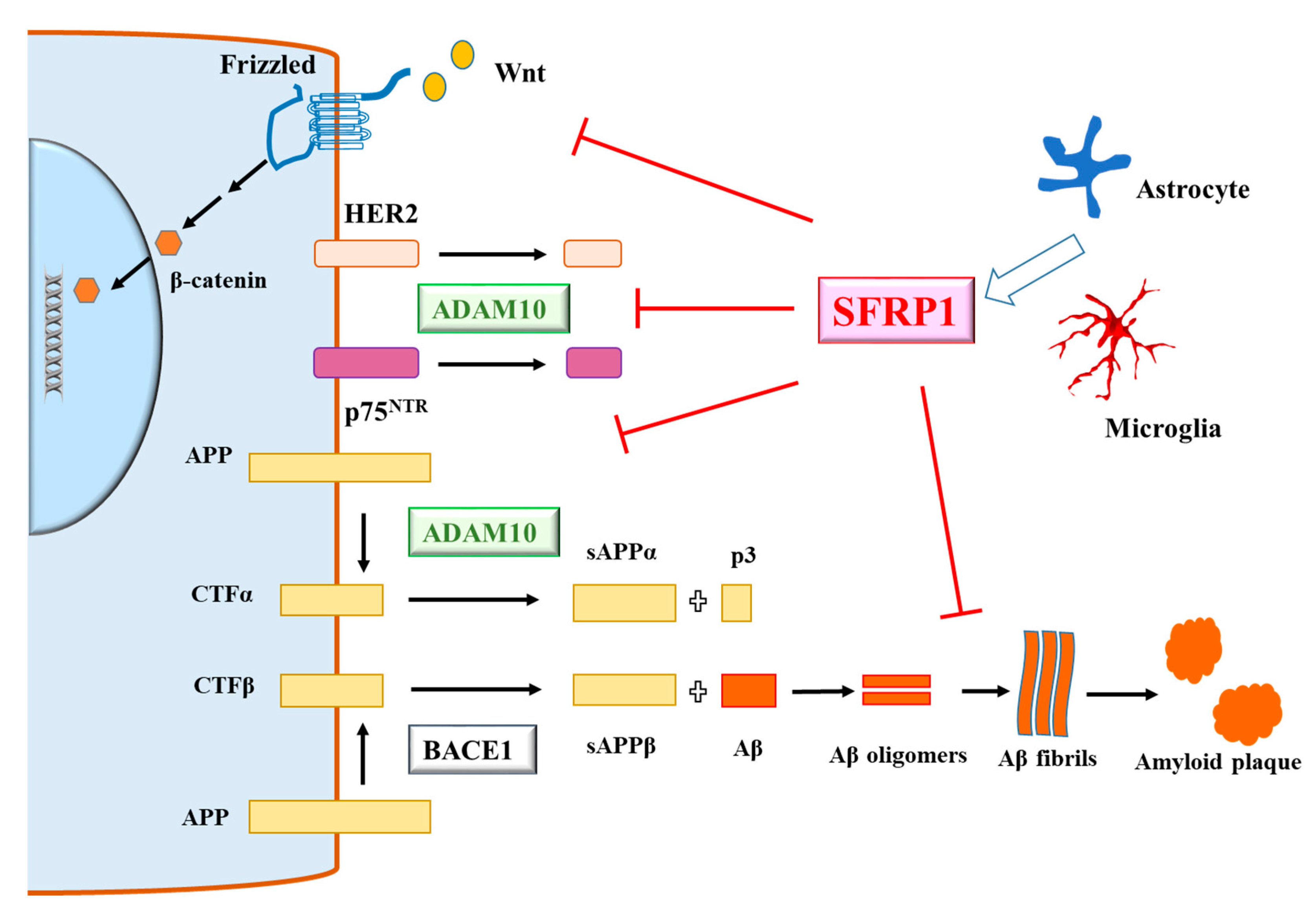 Brainsci 10 00122 g001
