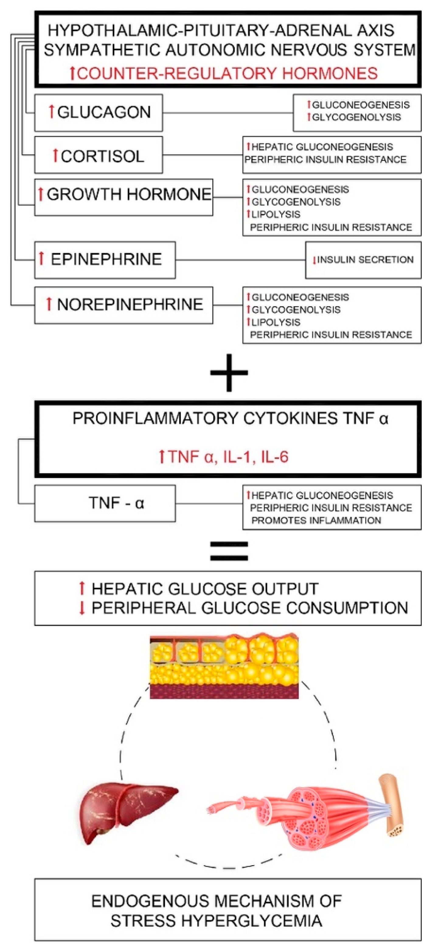 Stress Hyperglycemia as Predictive Indicator in Brain Health