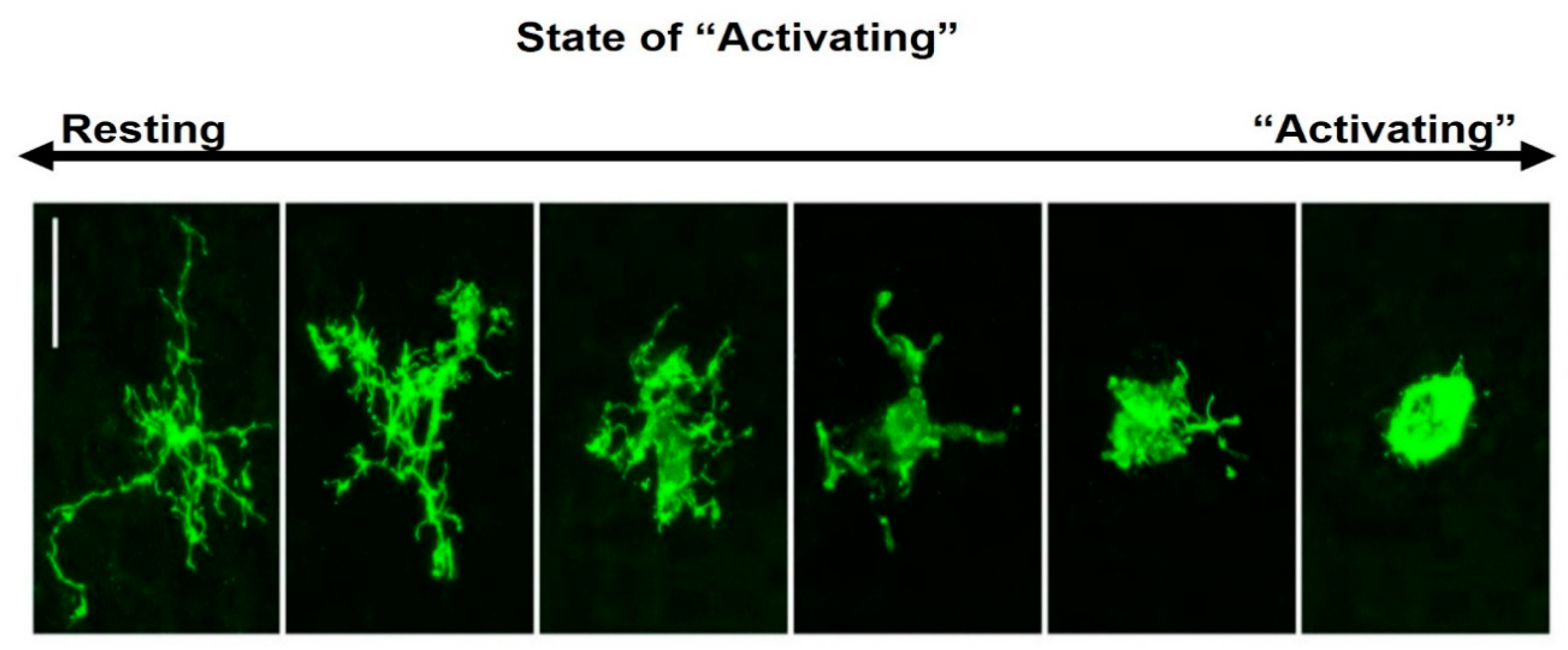 Brainsci 10 00159 g001