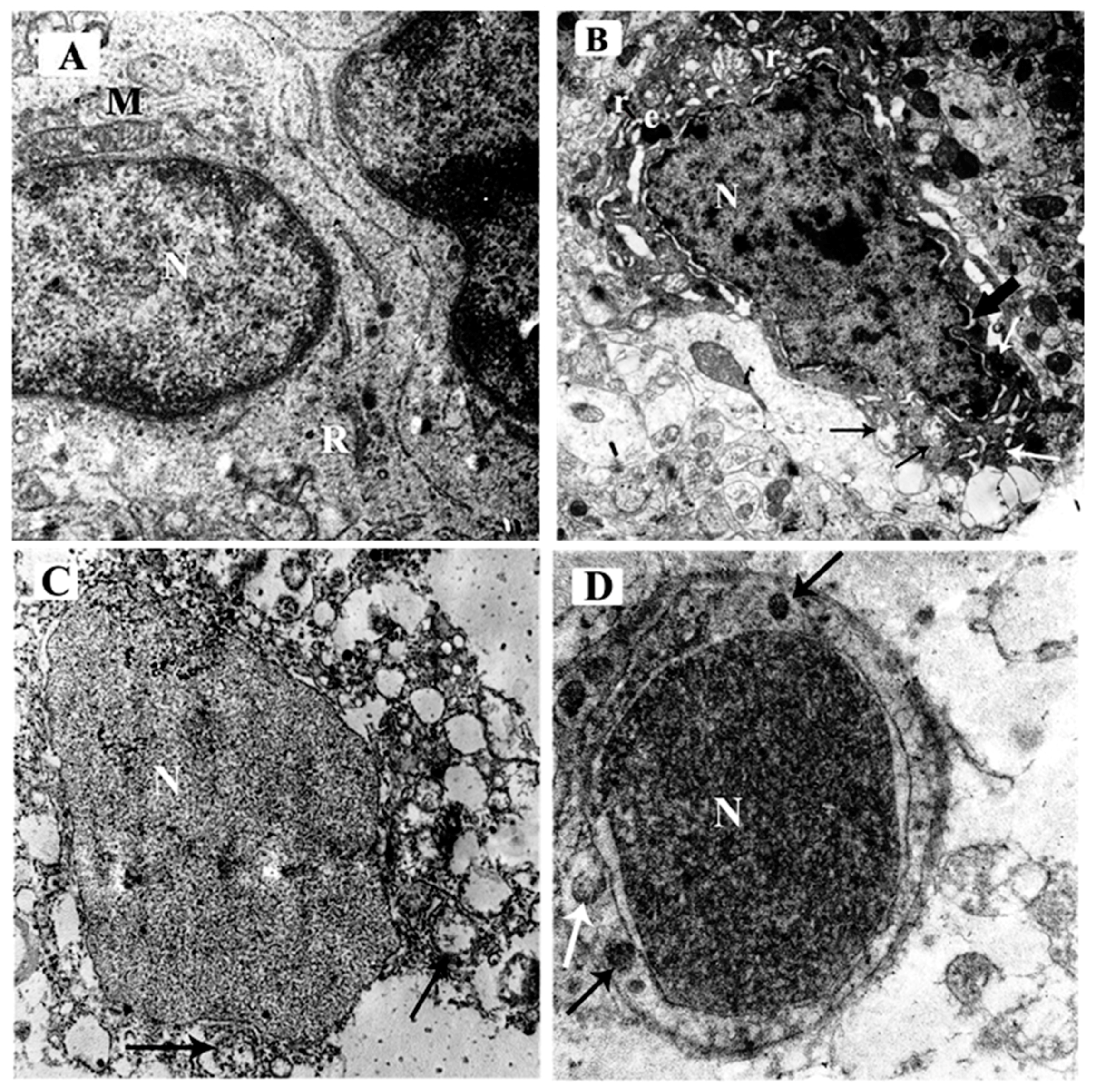 Brainsci 10 00193 g007