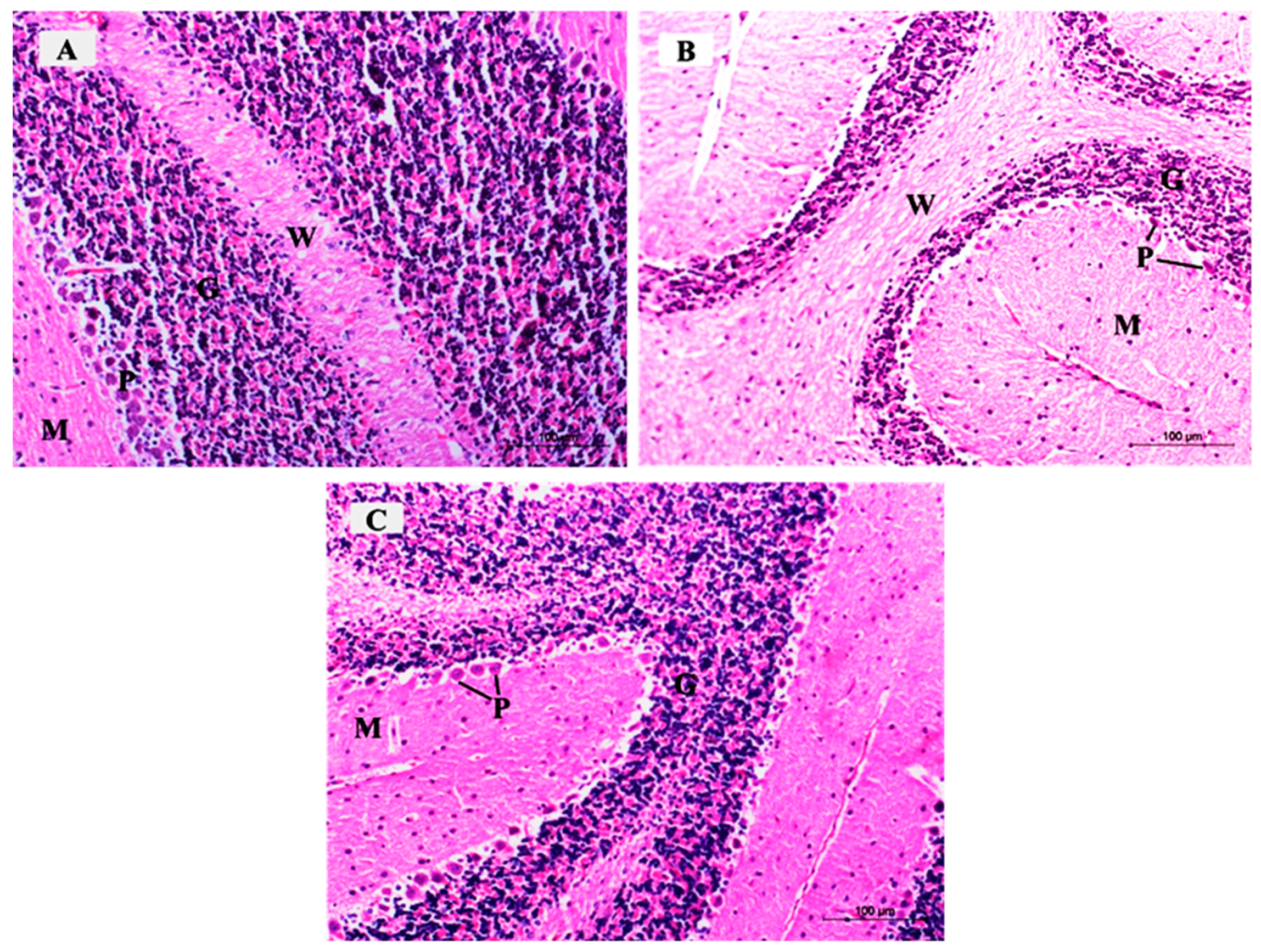 Brainsci 10 00193 g008
