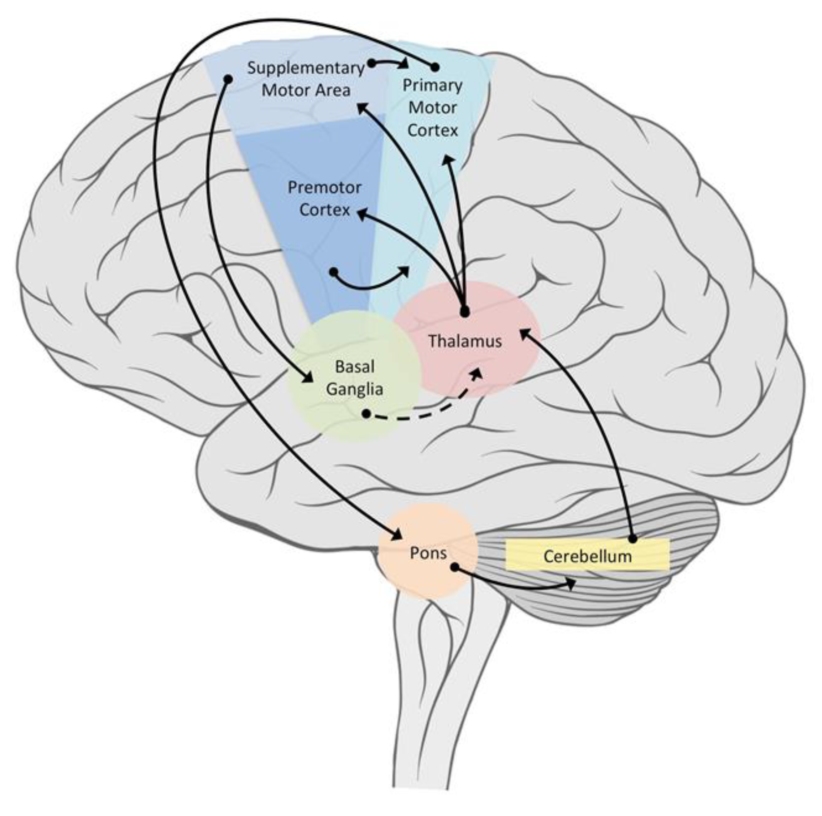 Brain Sciences Free FullText Towards an Understanding of Control