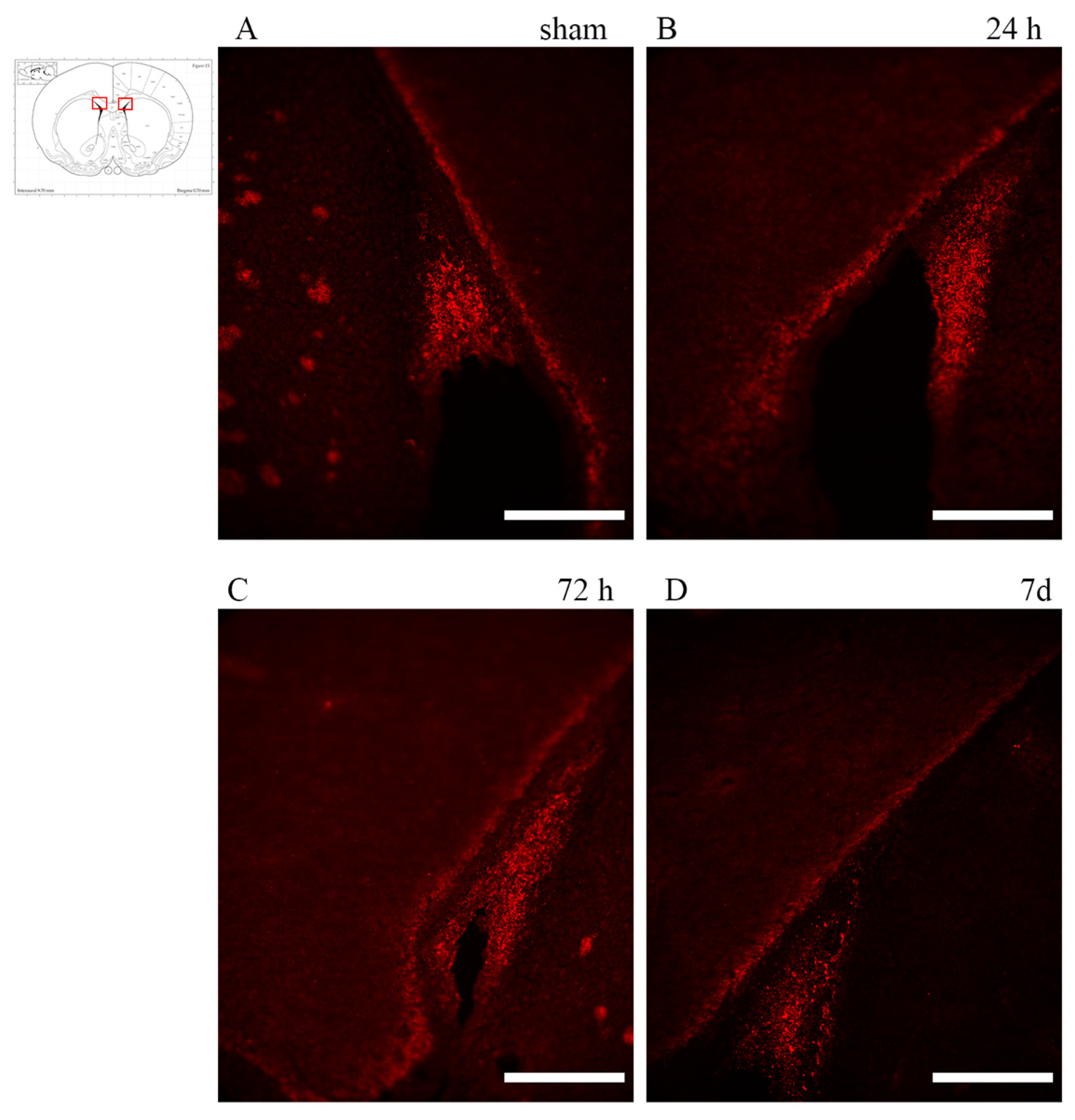 Brainsci 10 00229 g006 Brainsci 10 00229 g006