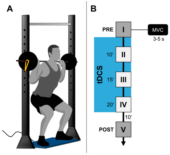 Brain Sciences Free Full Text Cerebellar Transcranial Direct Current Stimulation Improves Maximum Isometric Force Production During Isometric Barbell Squats Html