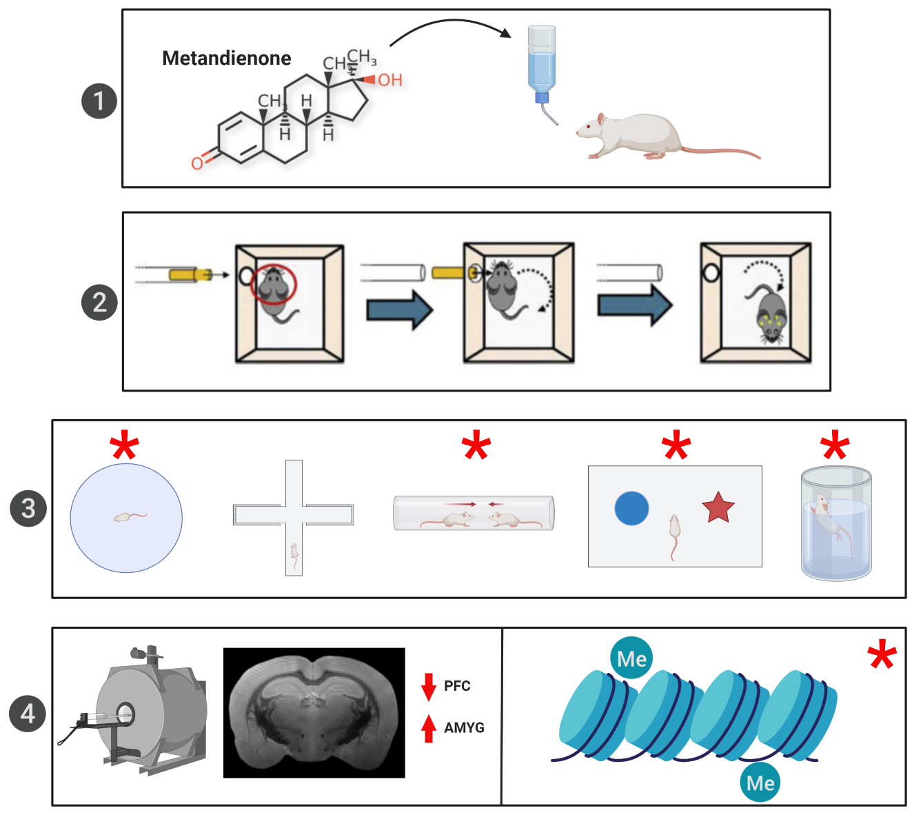 Brain Sciences Free Full Text Examining The Effects Of Anabolic Androgenic Steroids On Repetitive Mild Traumatic Brain Injury Rmtbi Outcomes In Adolescent Rats Html
