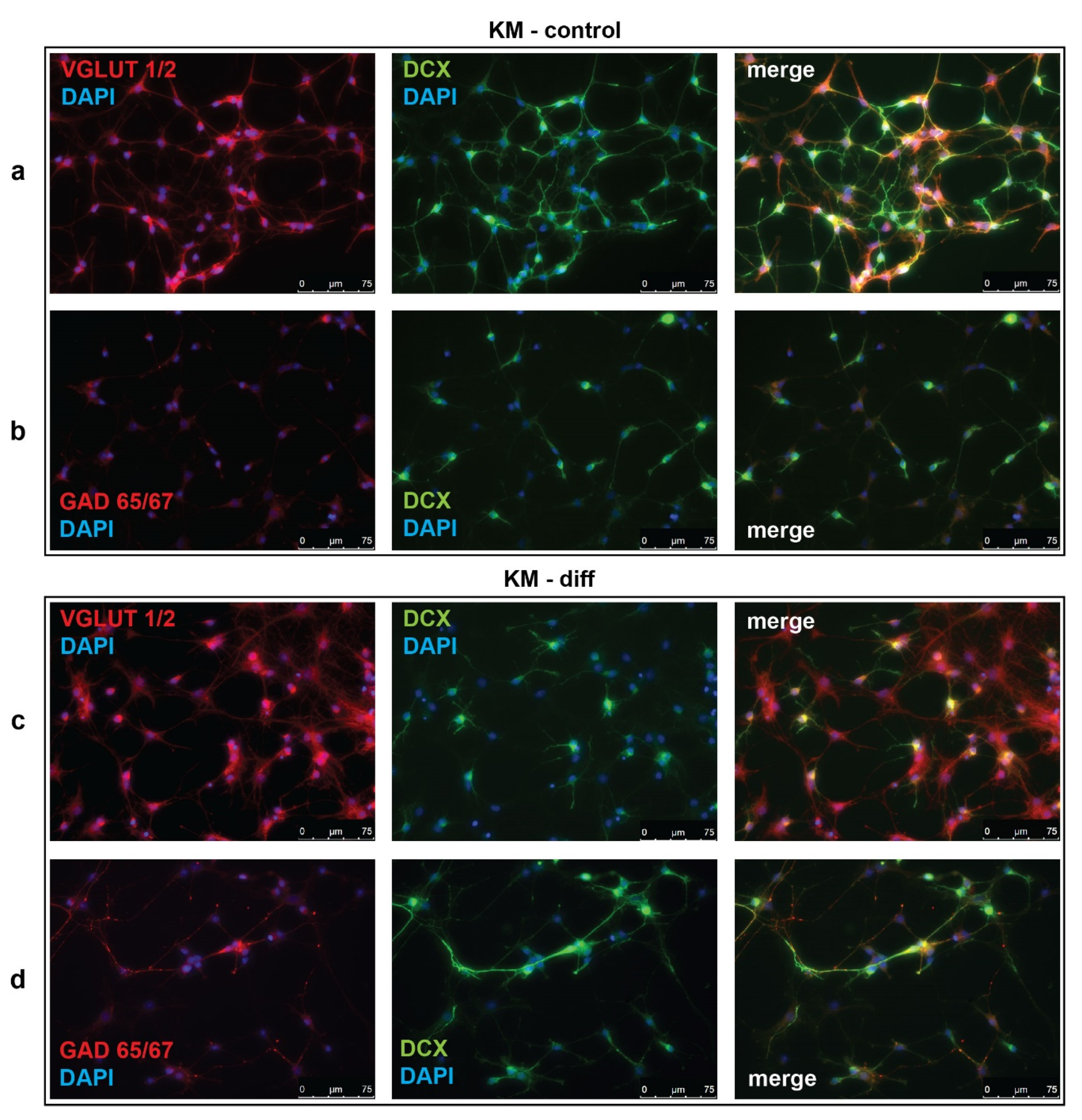 Brainsci 10 00311 g001