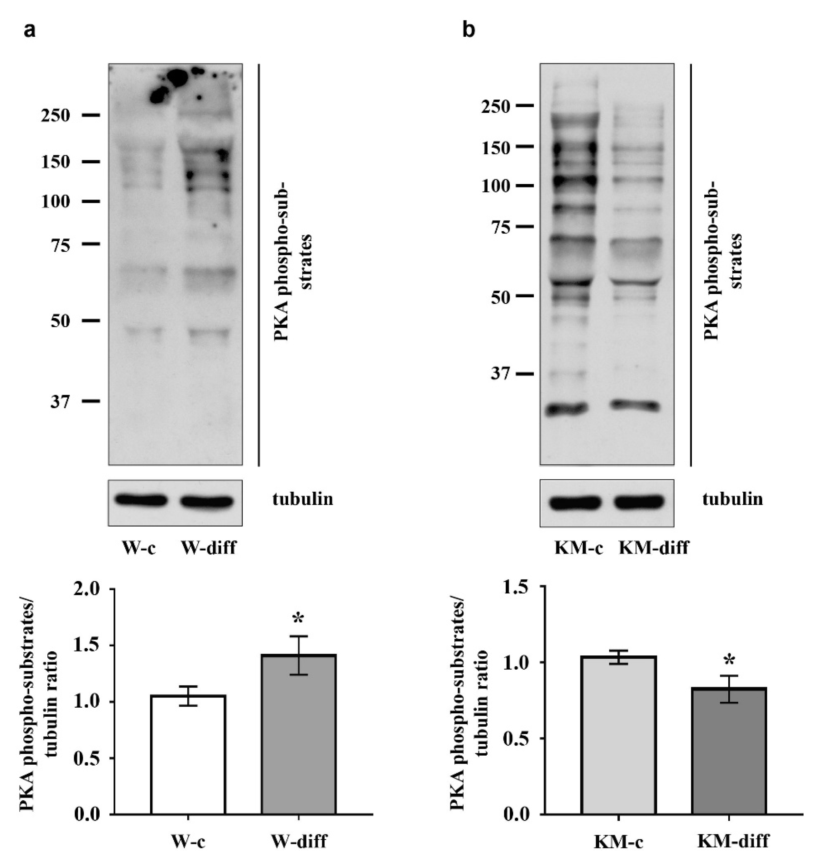 Brainsci 10 00311 g007