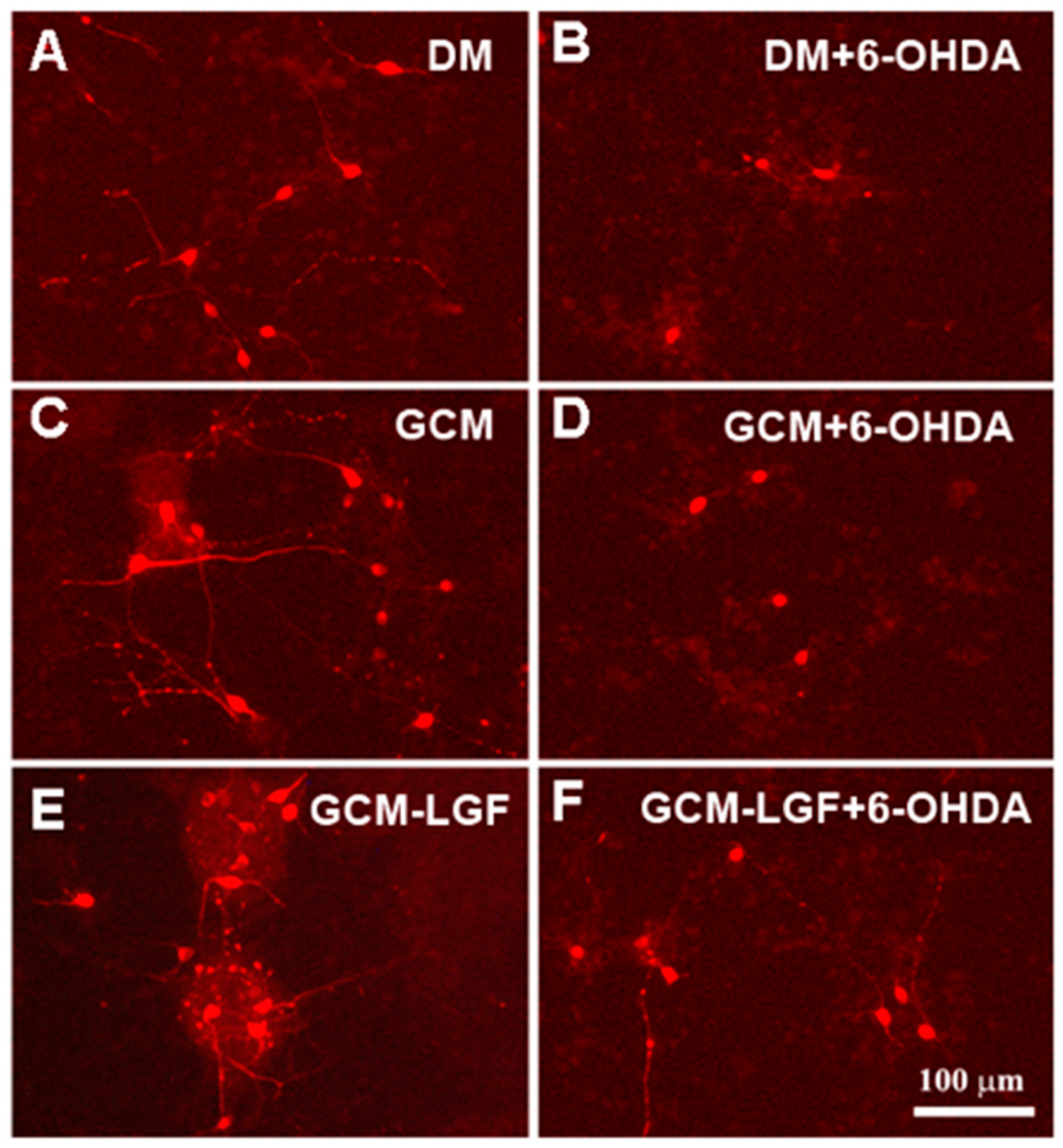 Brainsci 10 00315 g009 Brainsci 10 00315 g009