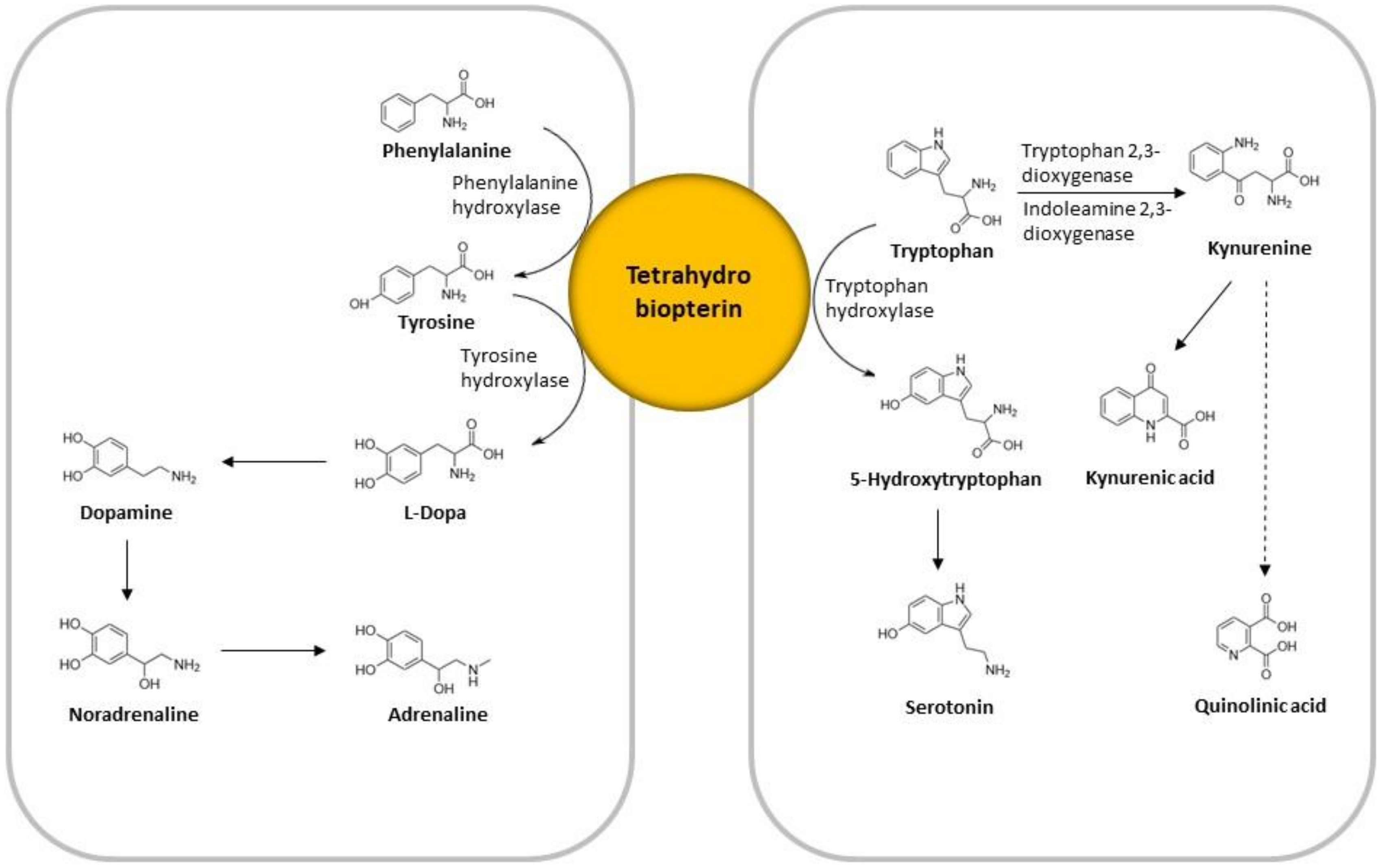 Brainsci 10 00322 g001