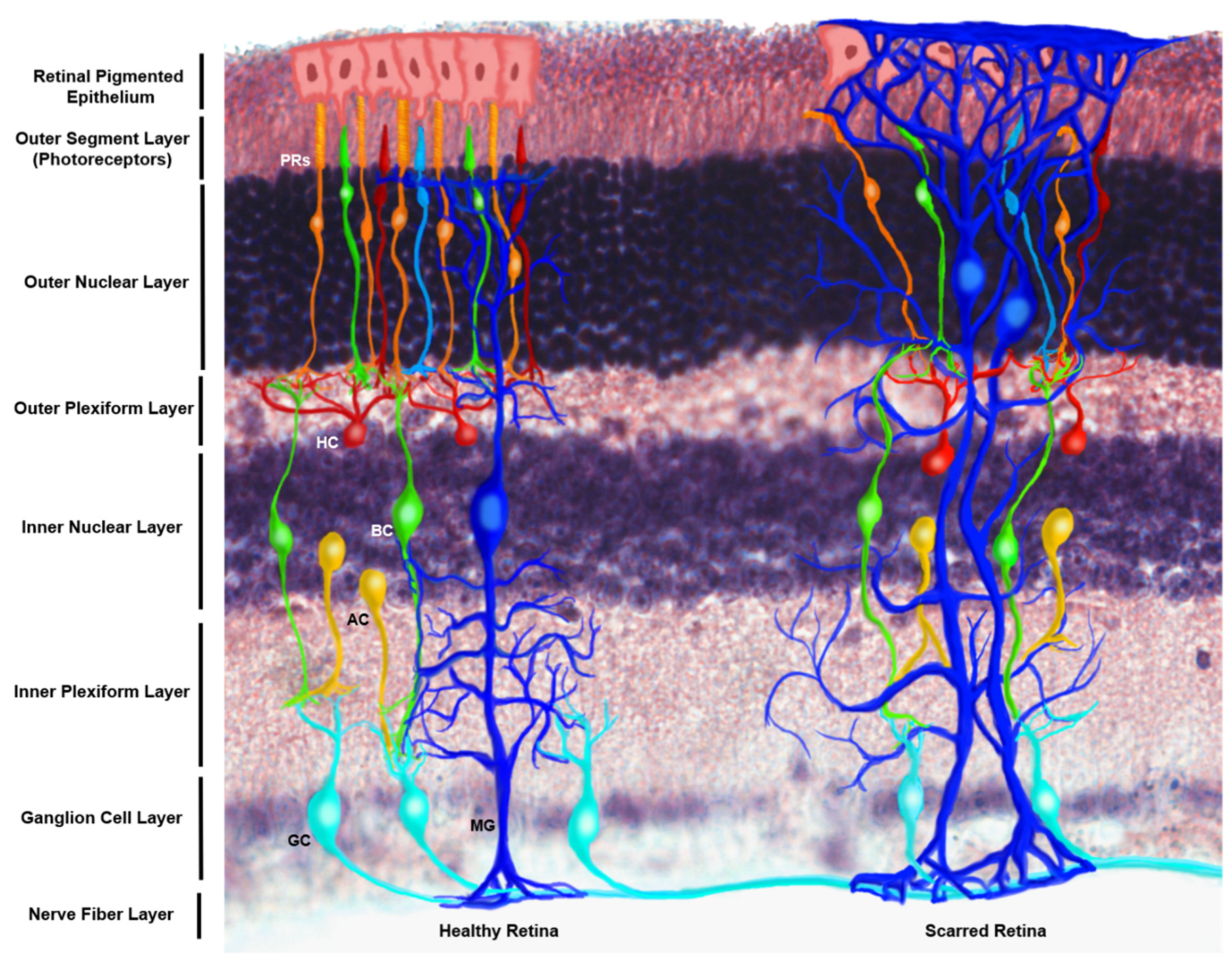 Brain Sciences, Free Full-Text