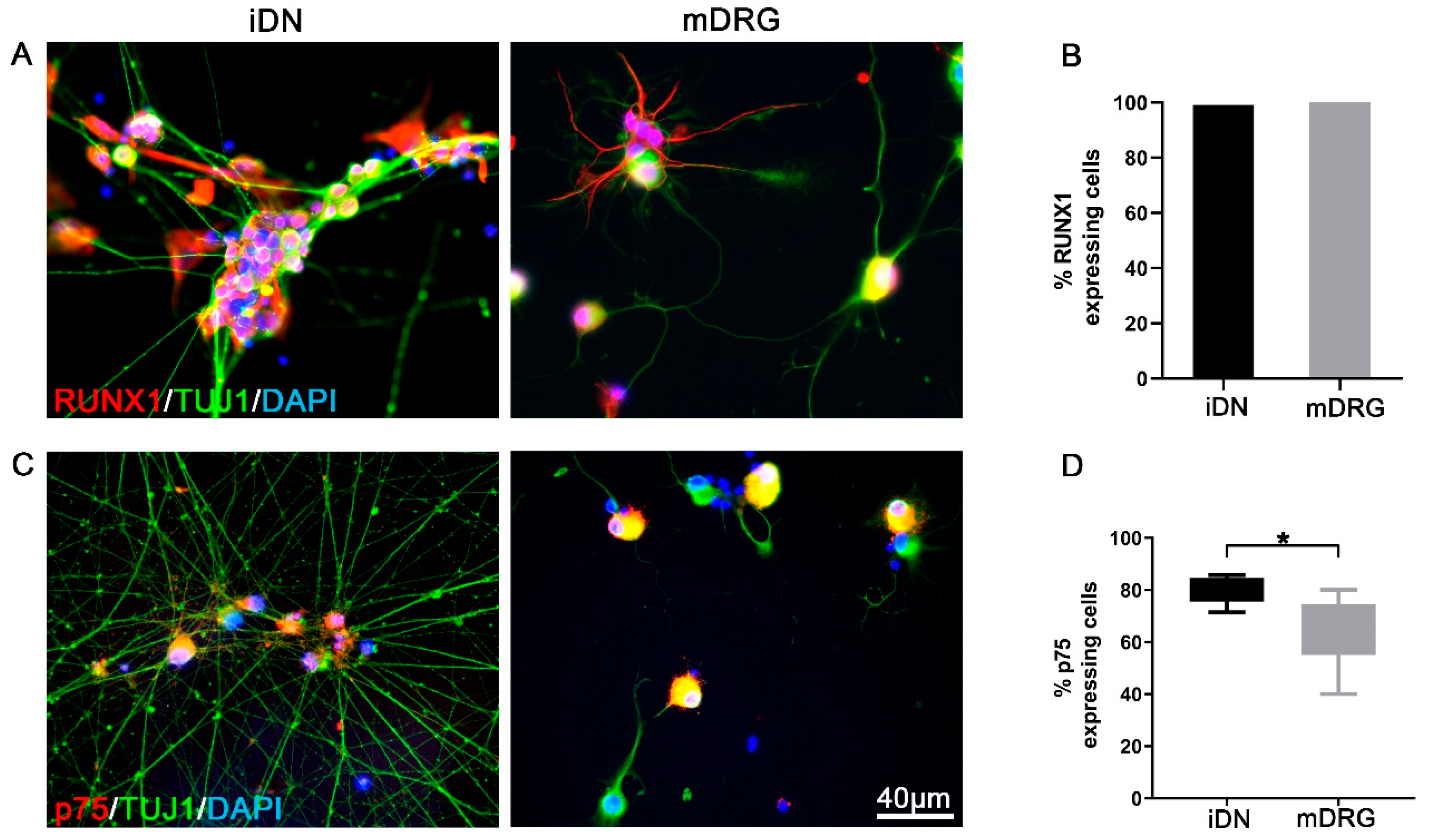 Brainsci 10 00344 g002