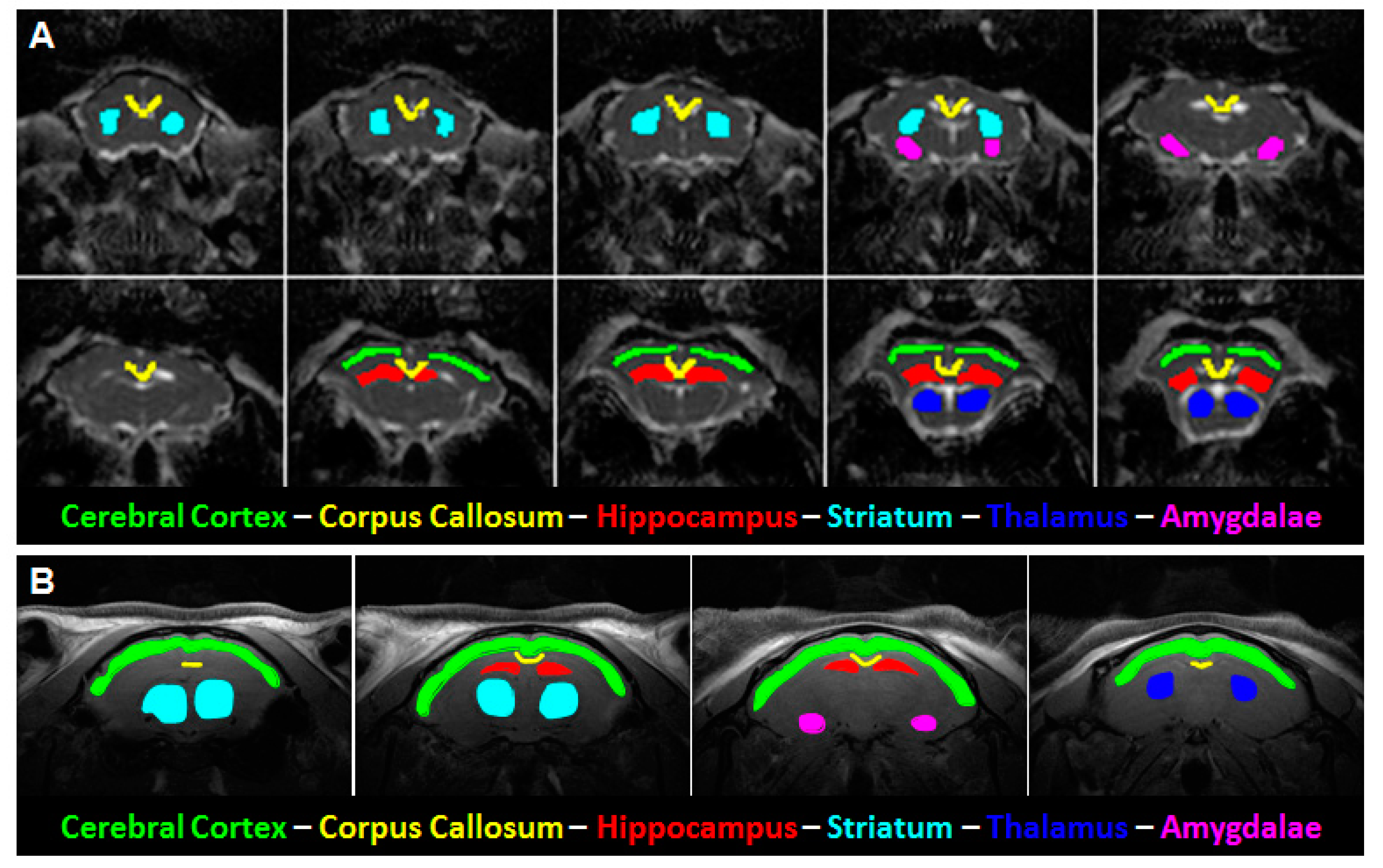 Brainsci 10 00365 g001 Brainsci 10 00365 g001