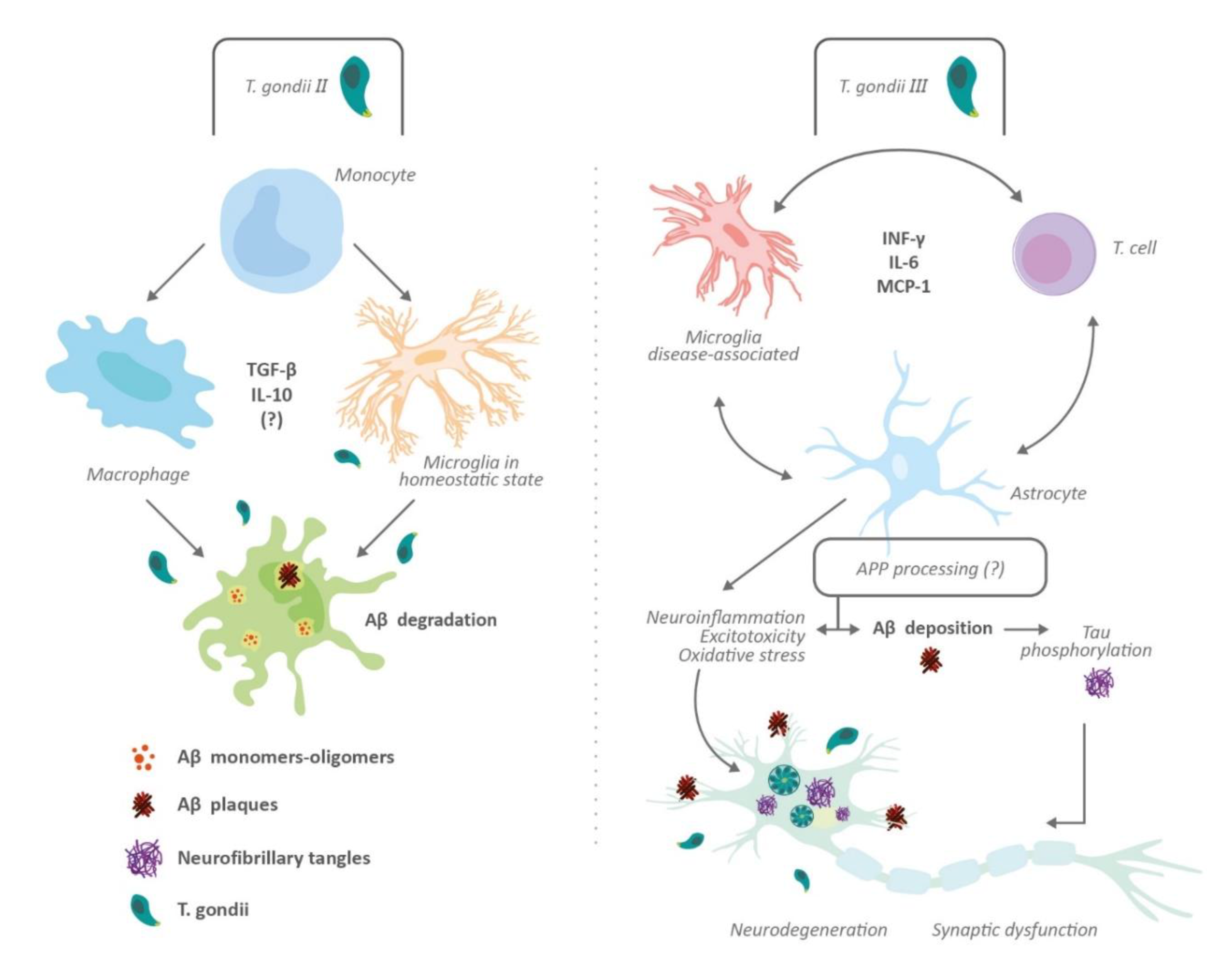 Brainsci 10 00369 g003