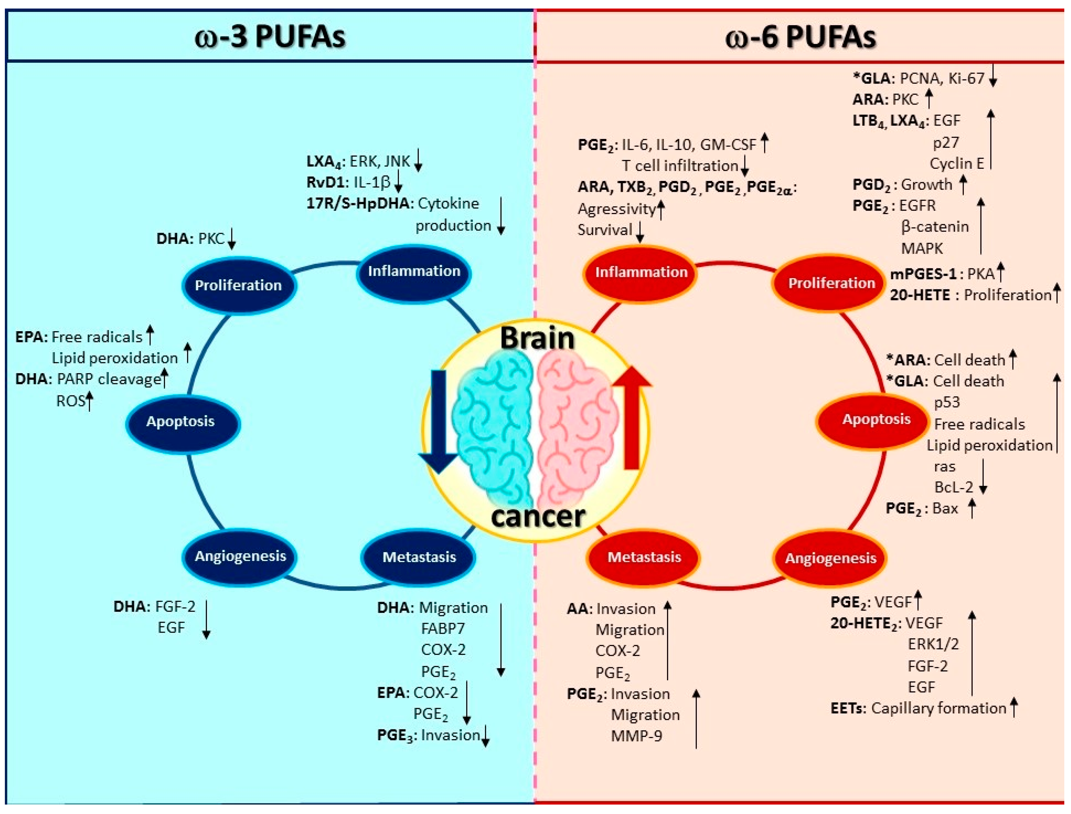 Brain Sciences Free FullText Importance of the Role of ω3 and ω6