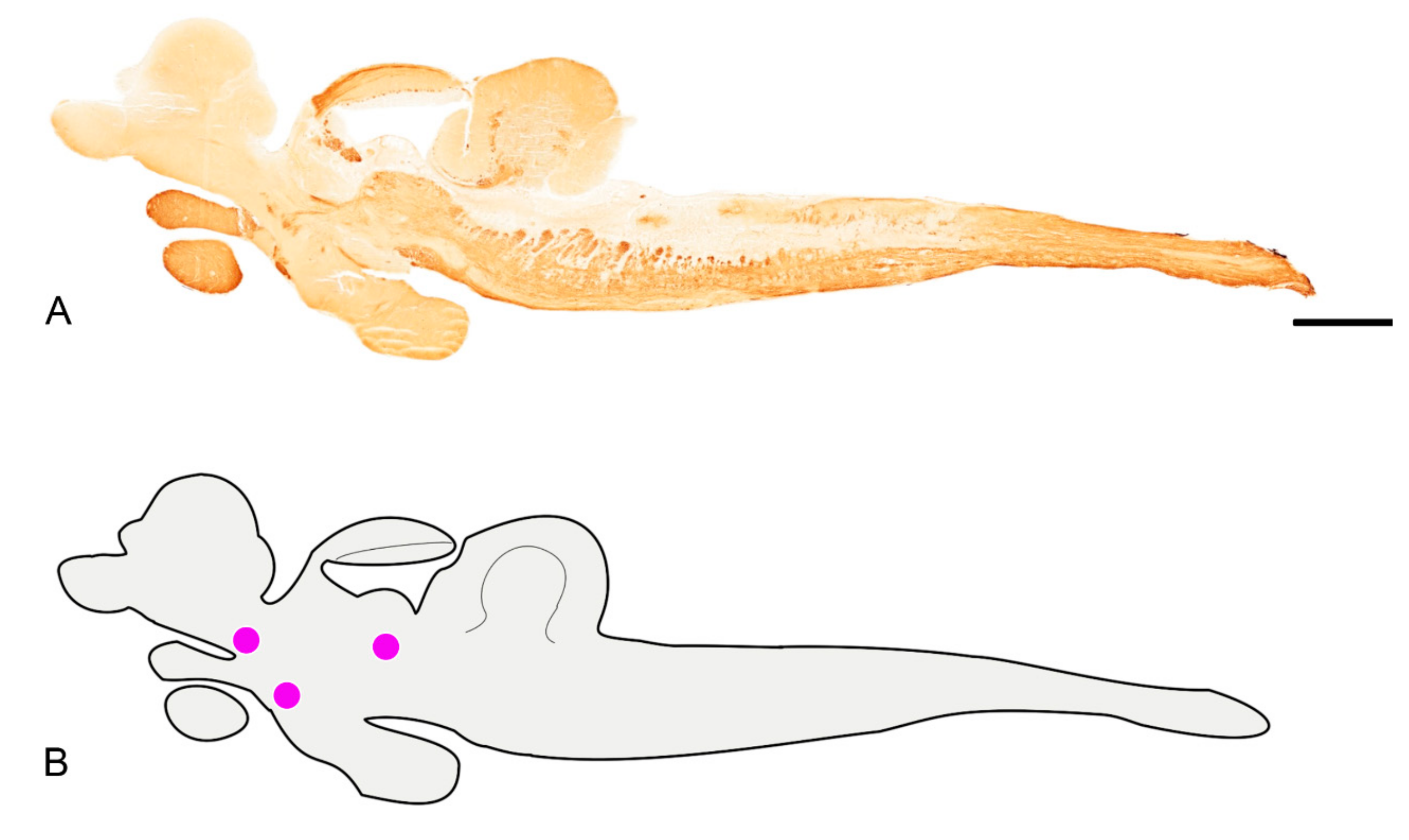 Brainsci 10 00394 g001 Brainsci 10 00394 g001