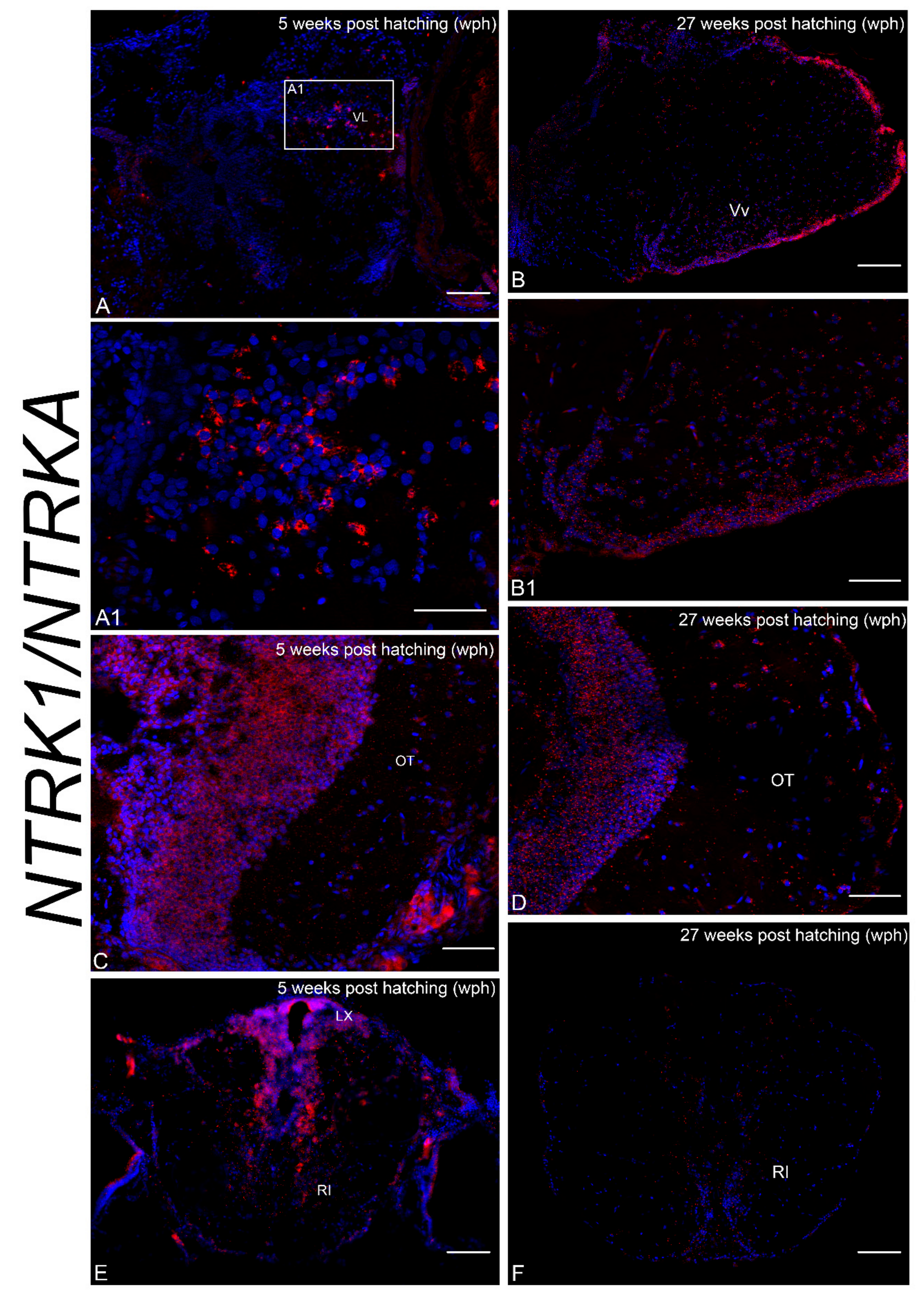 Brainsci 10 00394 g005 Brainsci 10 00394 g005