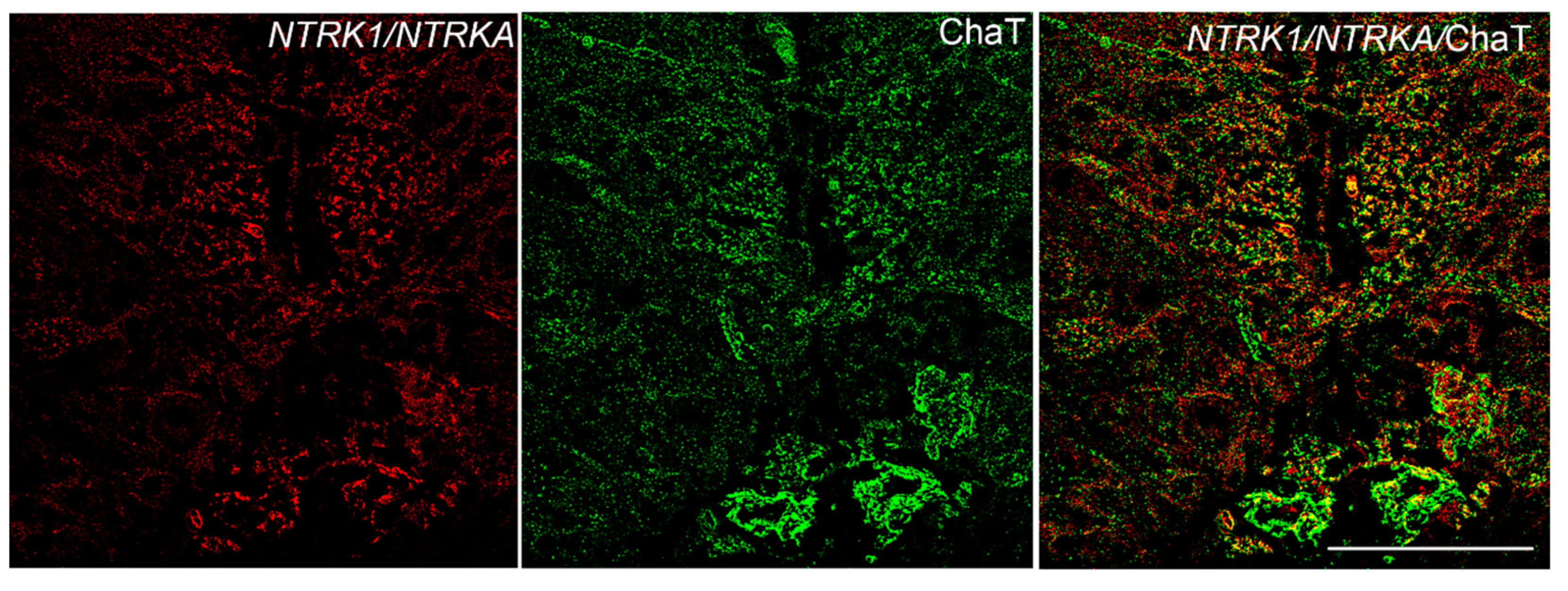 Brainsci 10 00394 g007 Brainsci 10 00394 g007