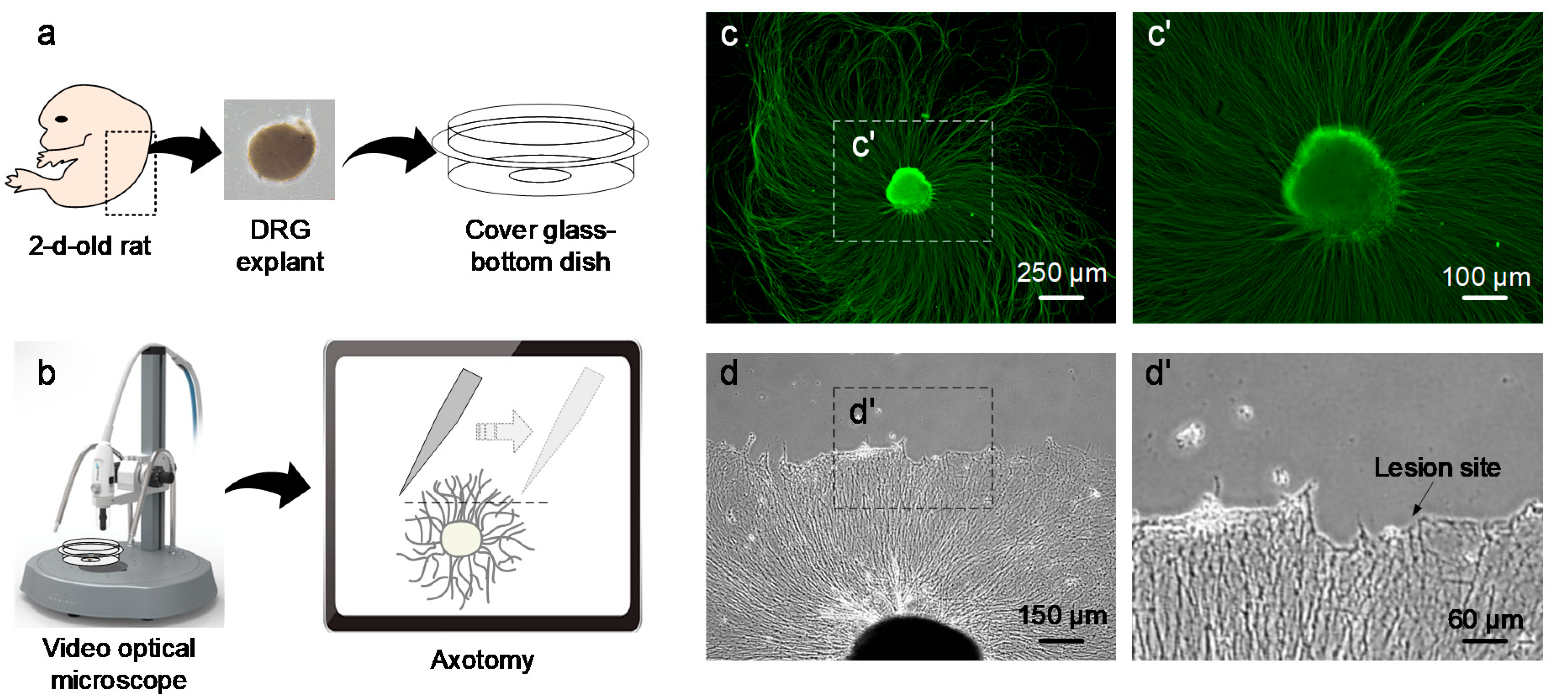 Brainsci 10 00409 g002