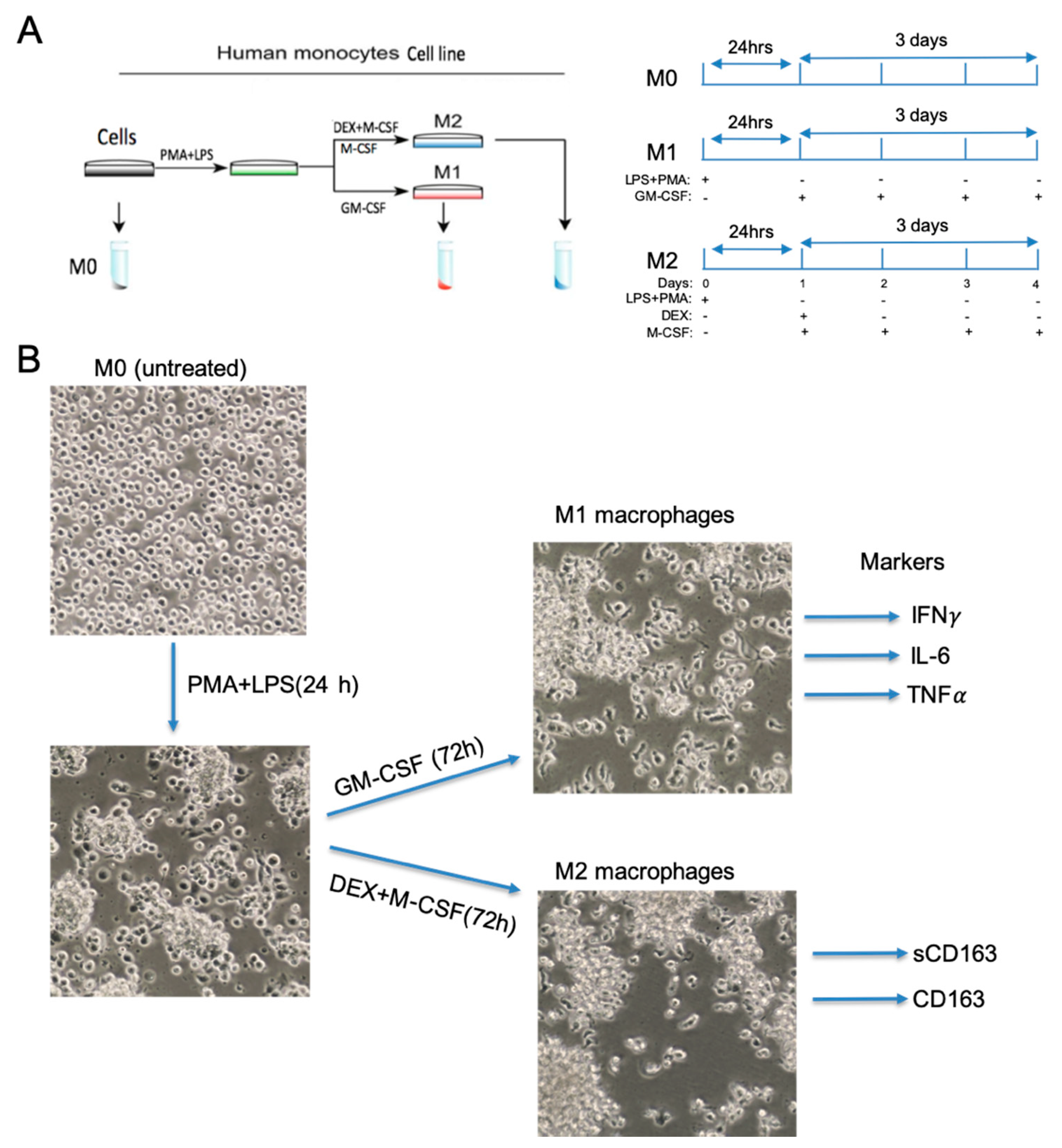 Brainsci 10 00424 g001