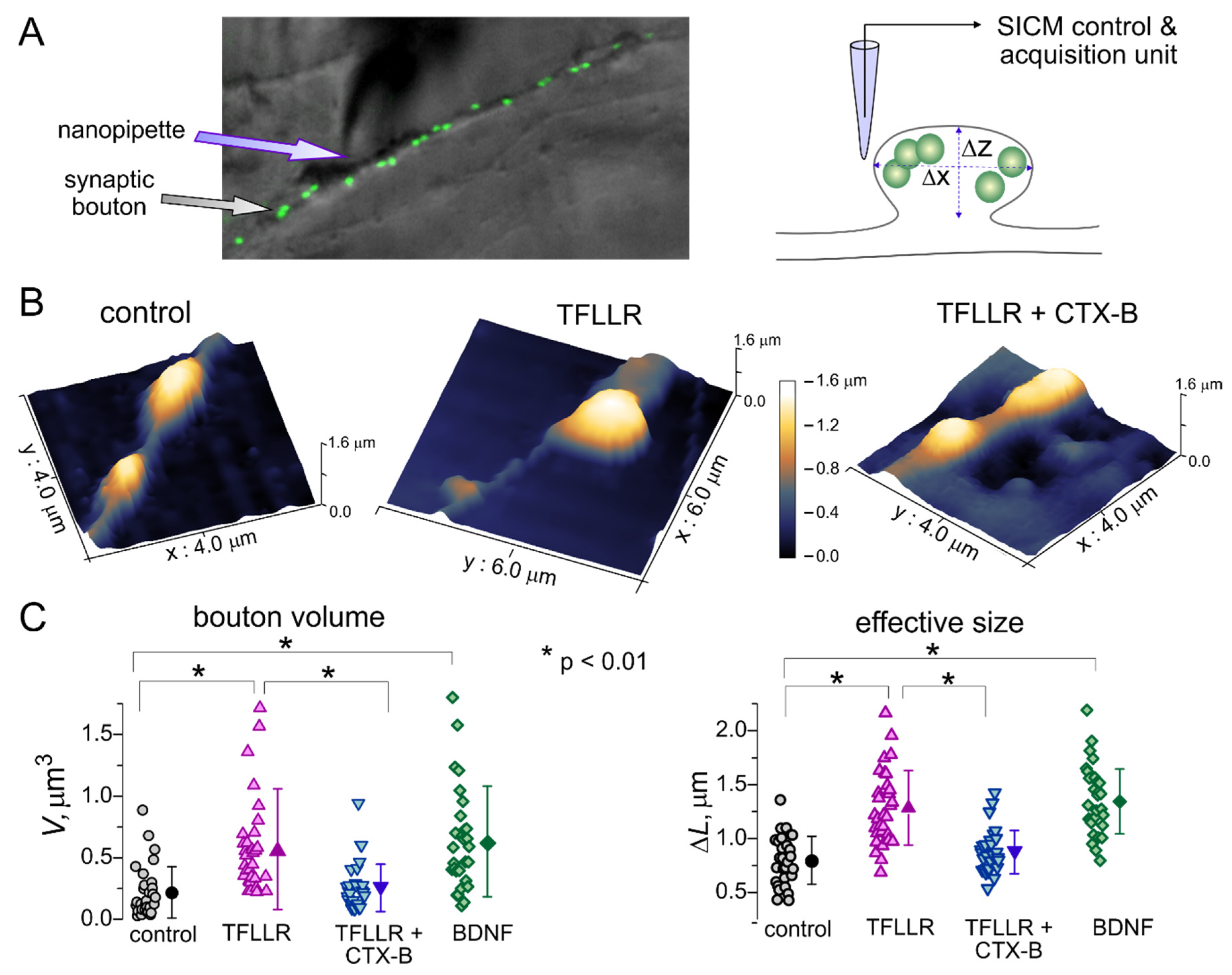 Brainsci 10 00462 g002 Brainsci 10 00462 g002