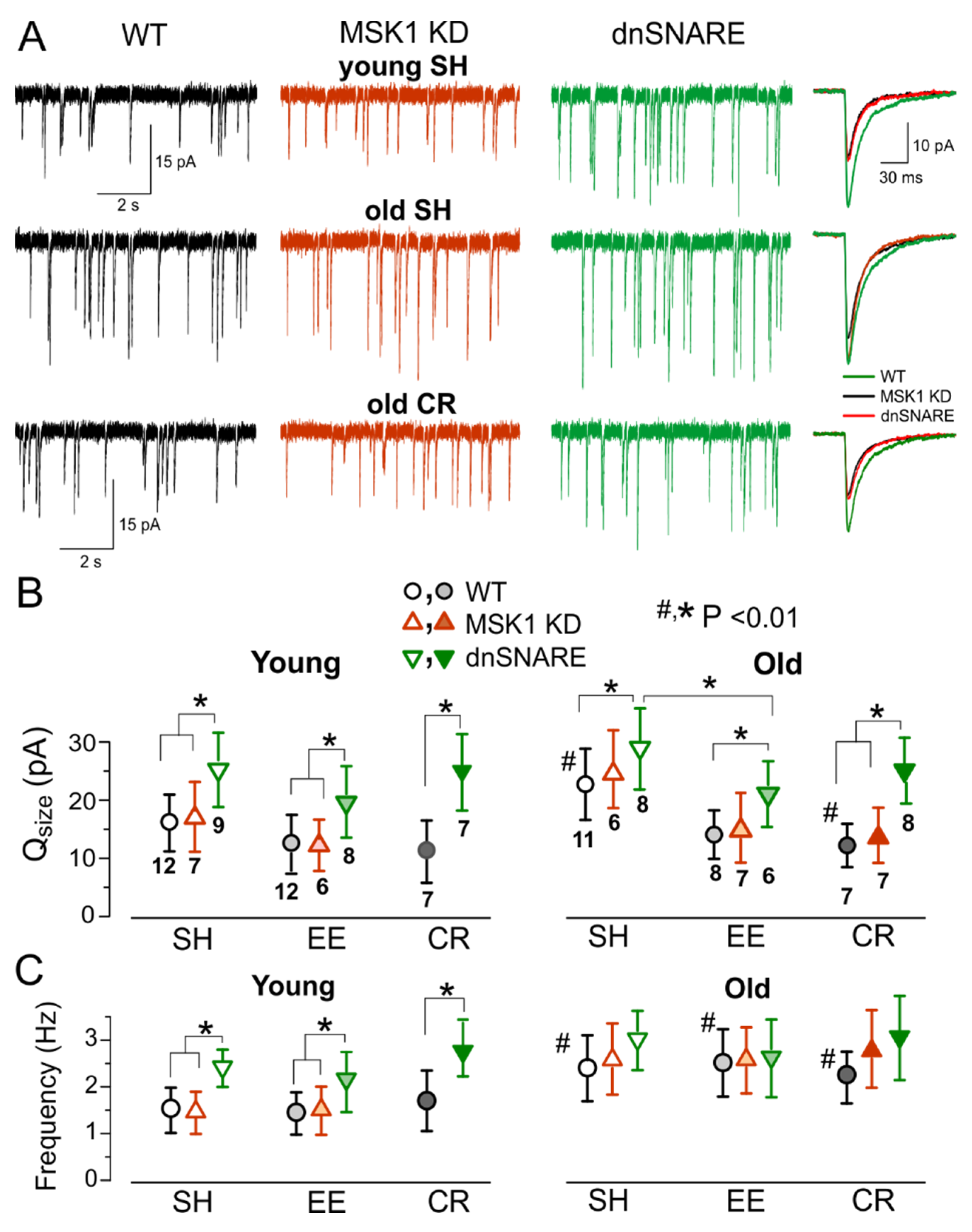 Brainsci 10 00462 g005 Brainsci 10 00462 g005
