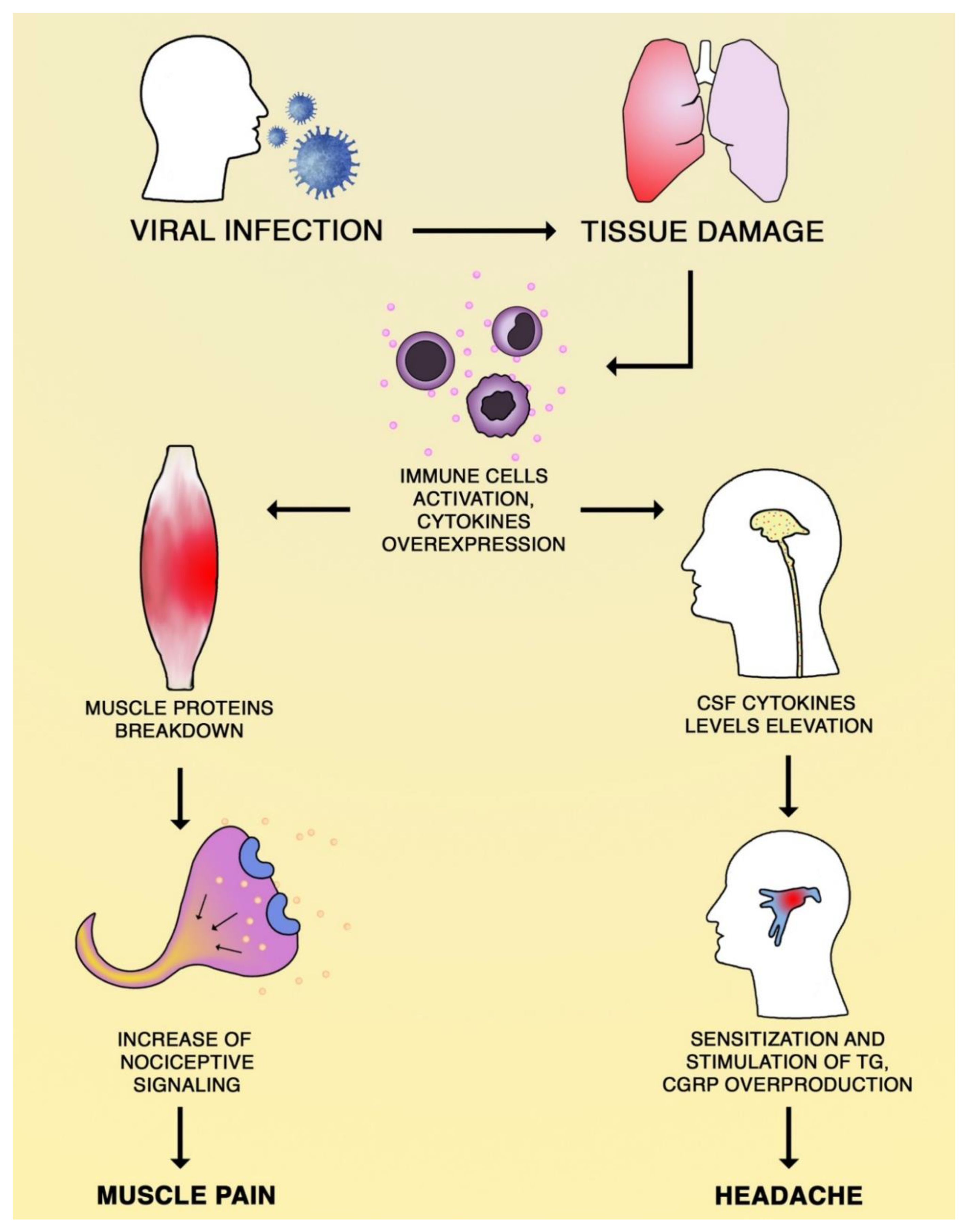 Brainsci 10 00465 g001 Brainsci 10 00465 g001