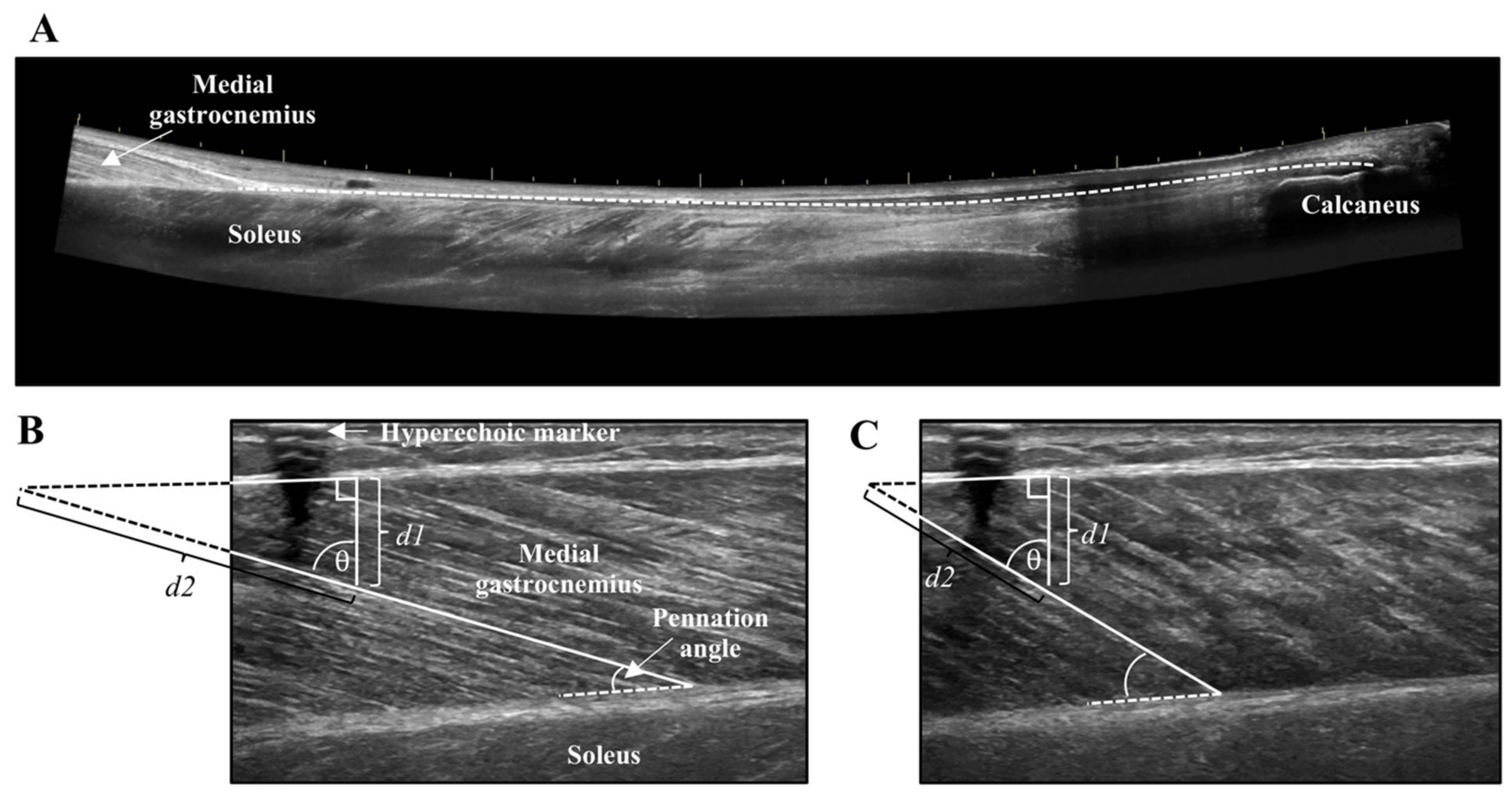 Brainsci 10 00471 g002