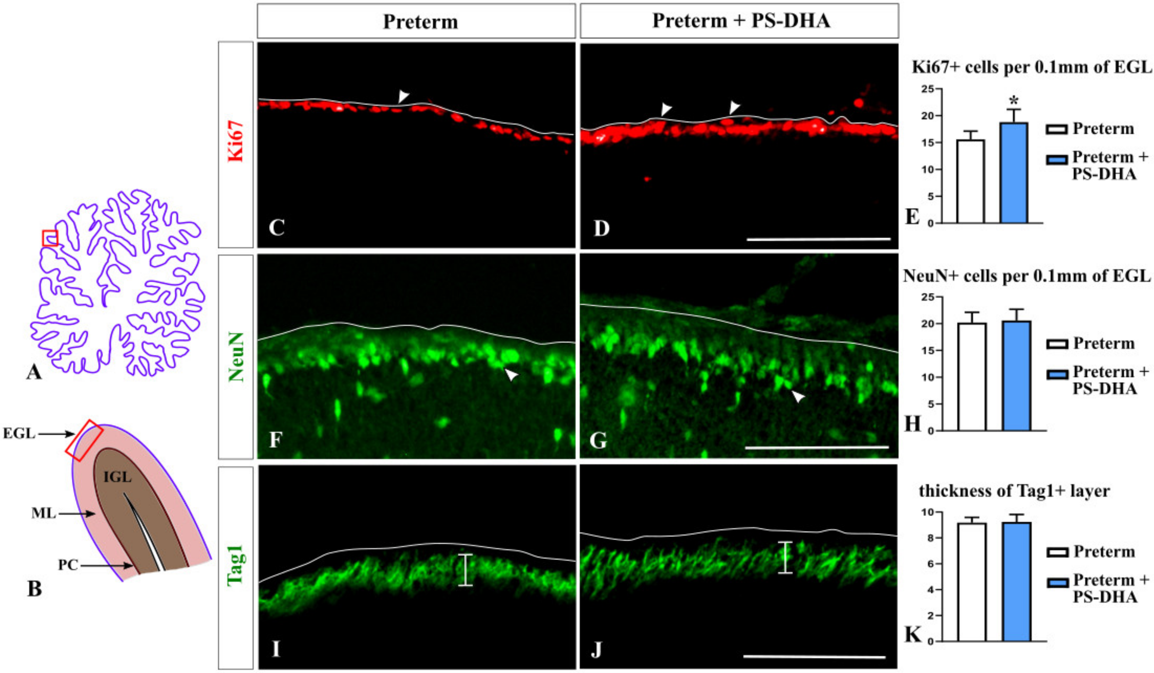 Brainsci 10 00475 g001