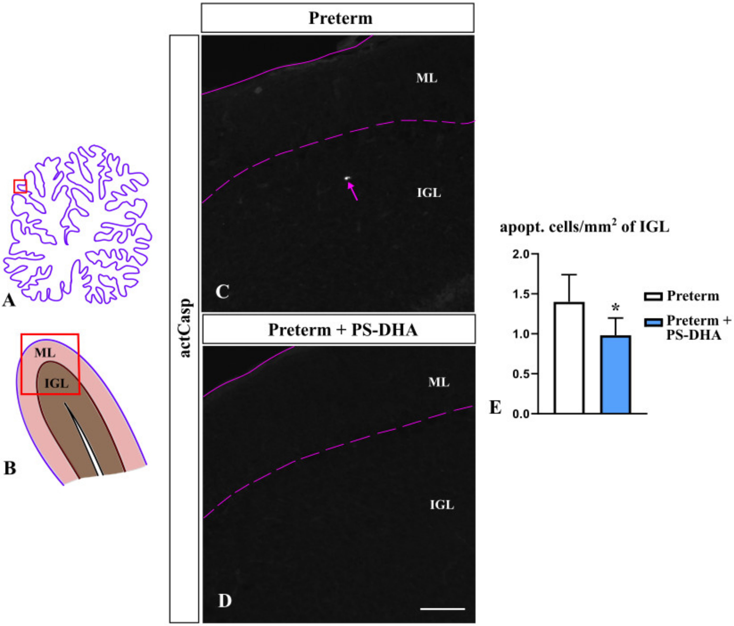 Brainsci 10 00475 g003