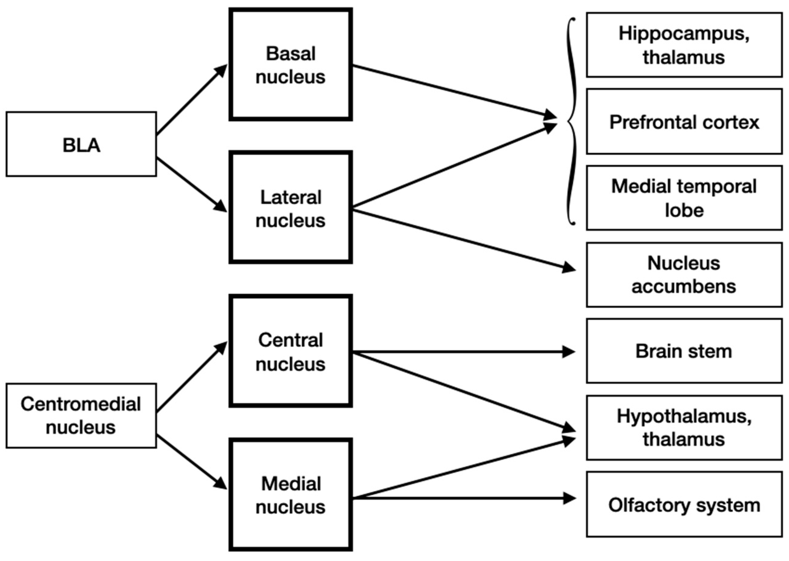 Brainsci 10 00502 g005 Brainsci 10 00502 g005
