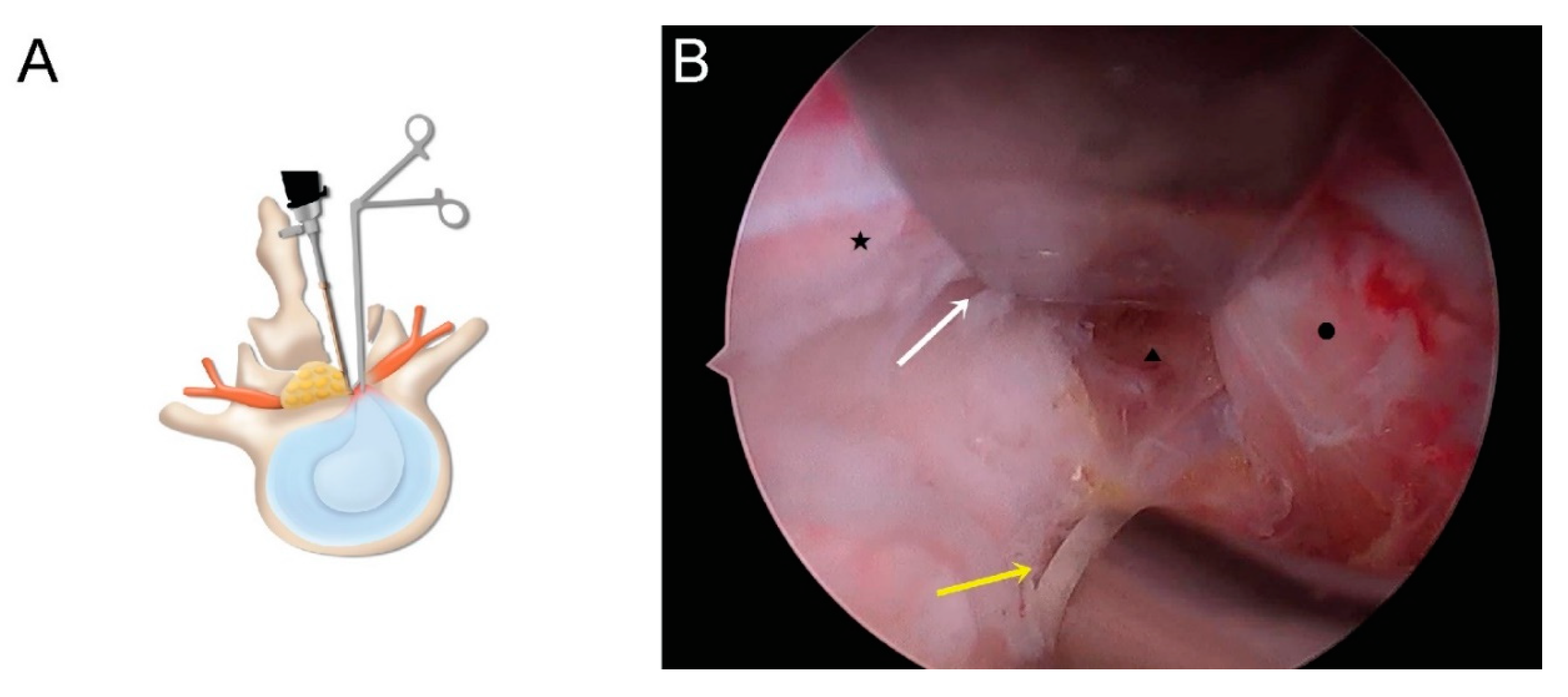 Brainsci 10 00516 g002