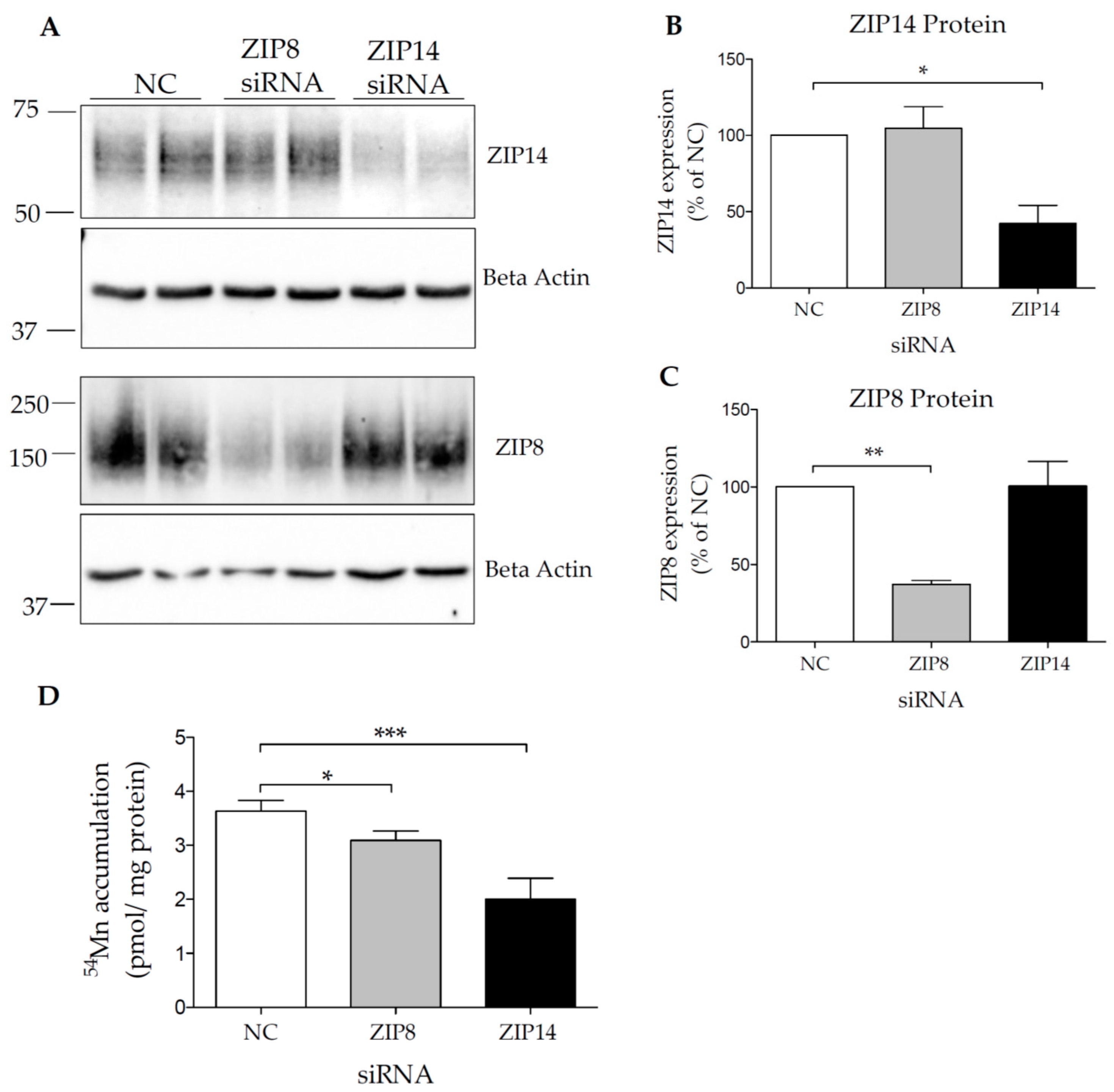Localization of ZIP14 and ZIP8 in HIBCPP Cells