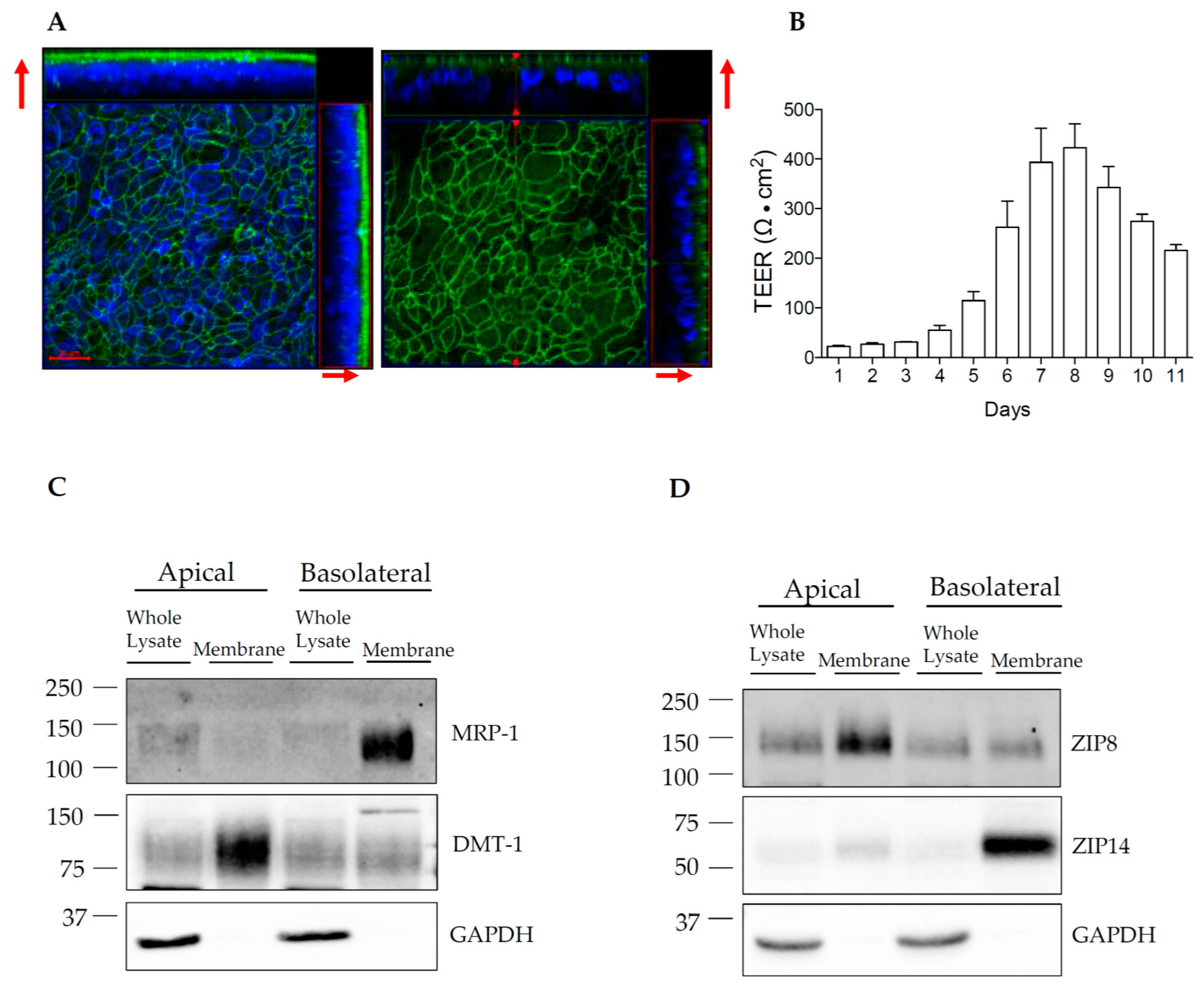 Brainsci 10 00534 g005 Brainsci 10 00534 g005