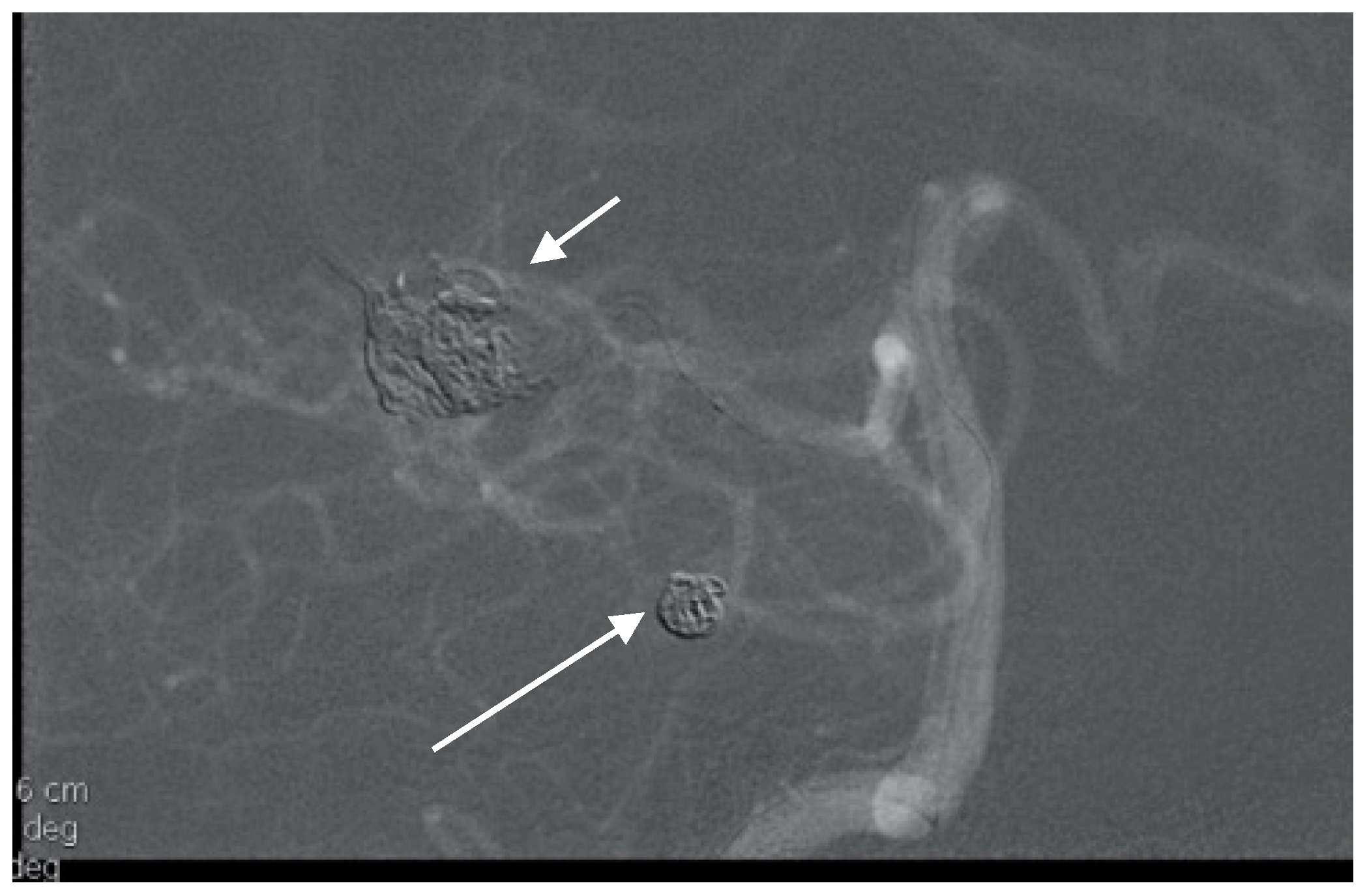 Brainsci 10 00538 g010