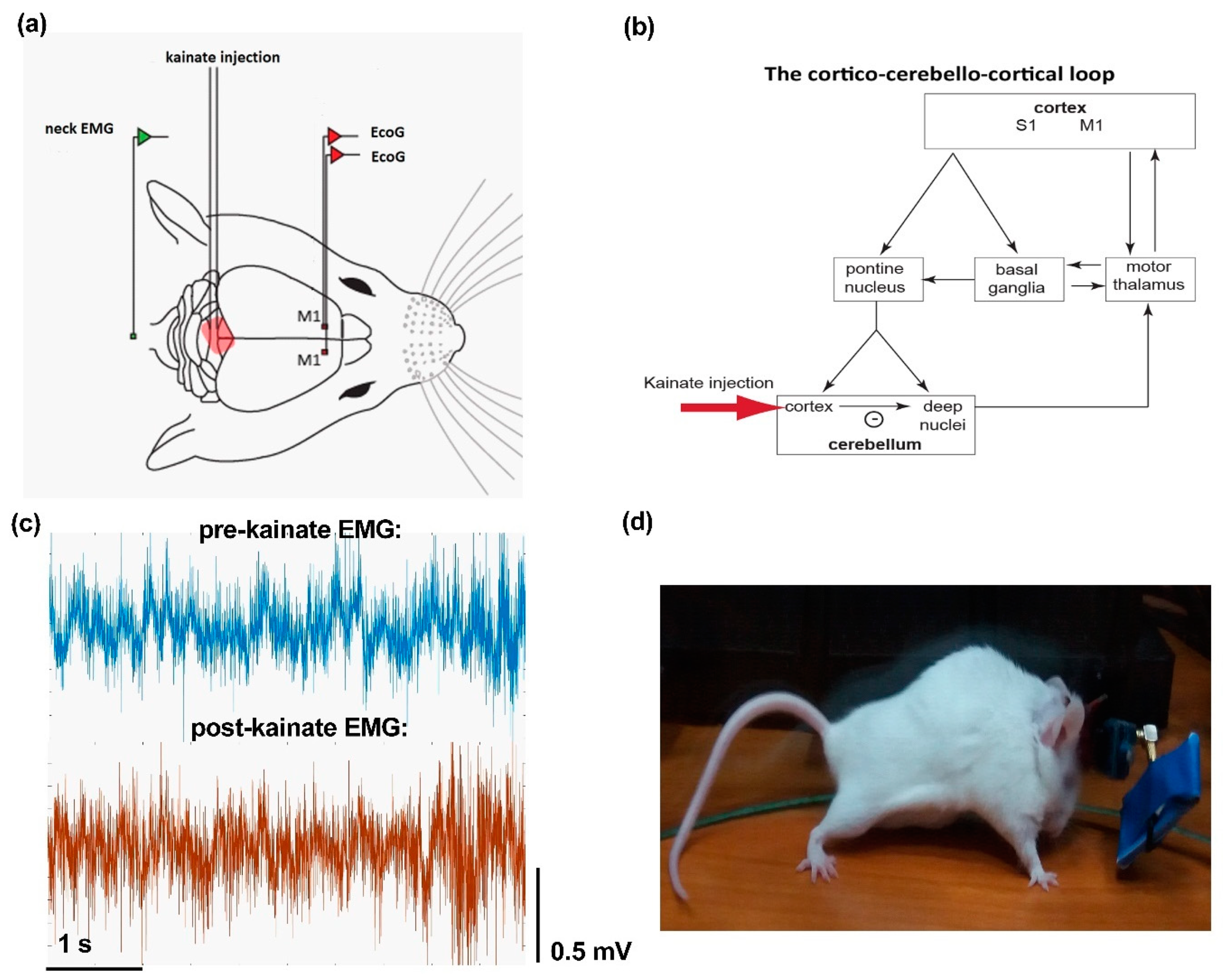 Brainsci 10 00621 g001 Brainsci 10 00621 g001
