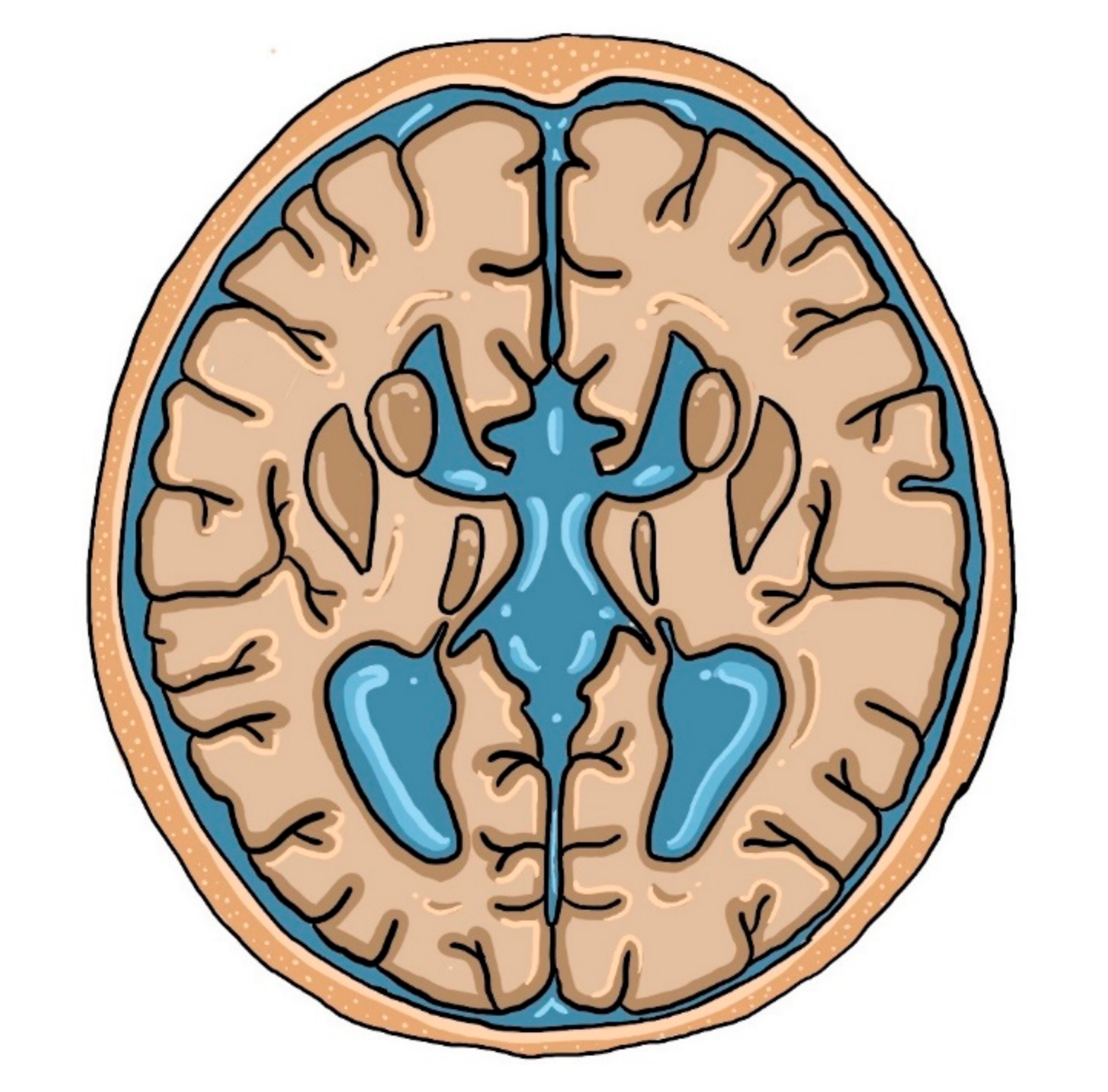Brainsci 10 00625 g002