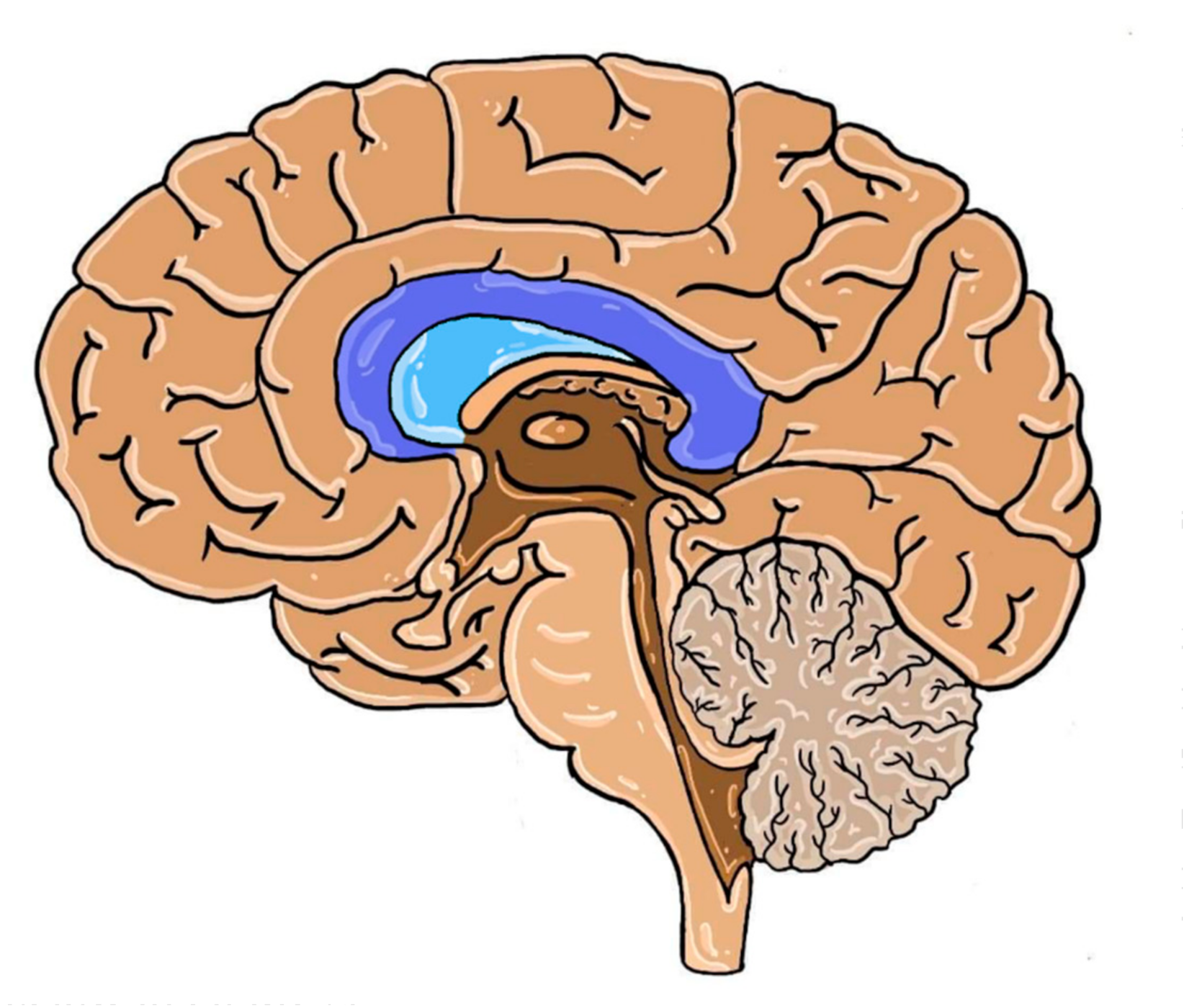 manuscript central human brain mapping manuscript central human brain mapping