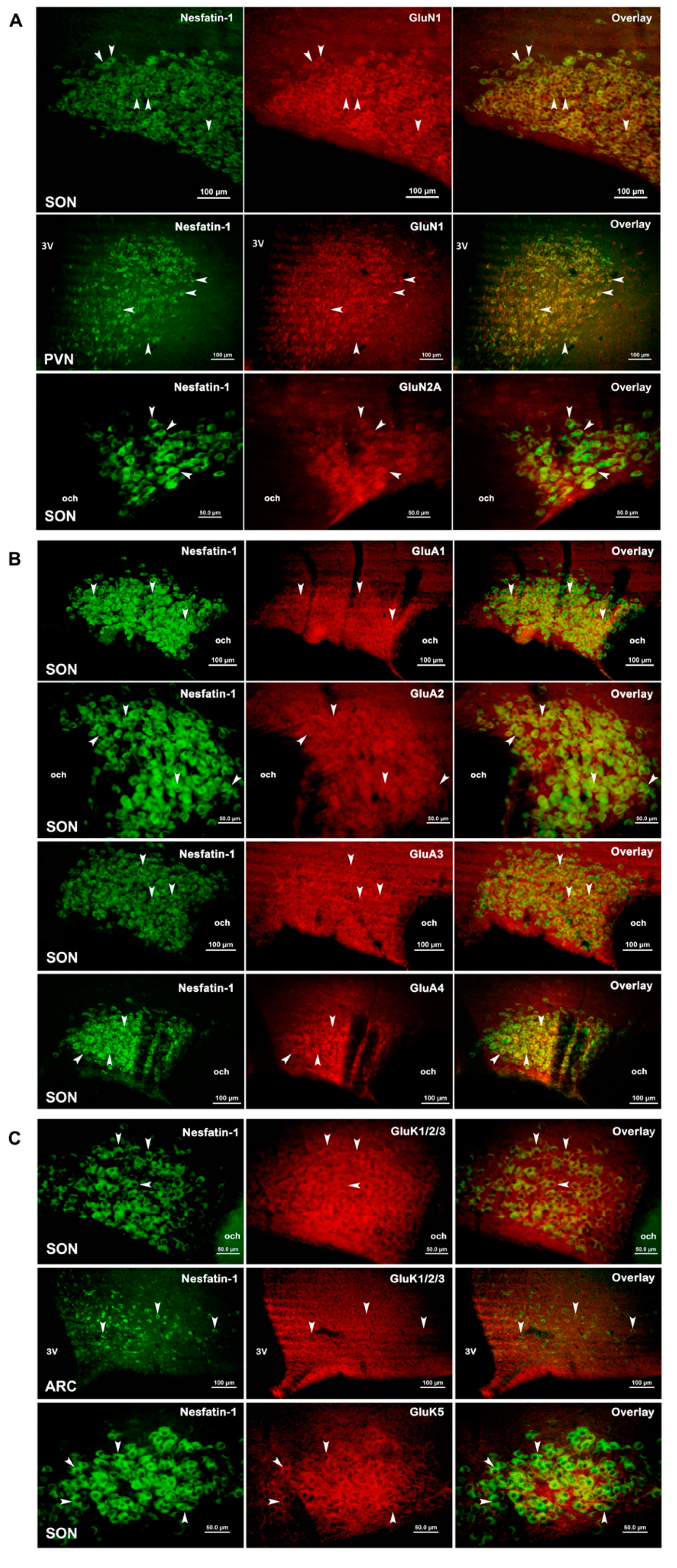 Brainsci 10 00630 g006 Brainsci 10 00630 g006
