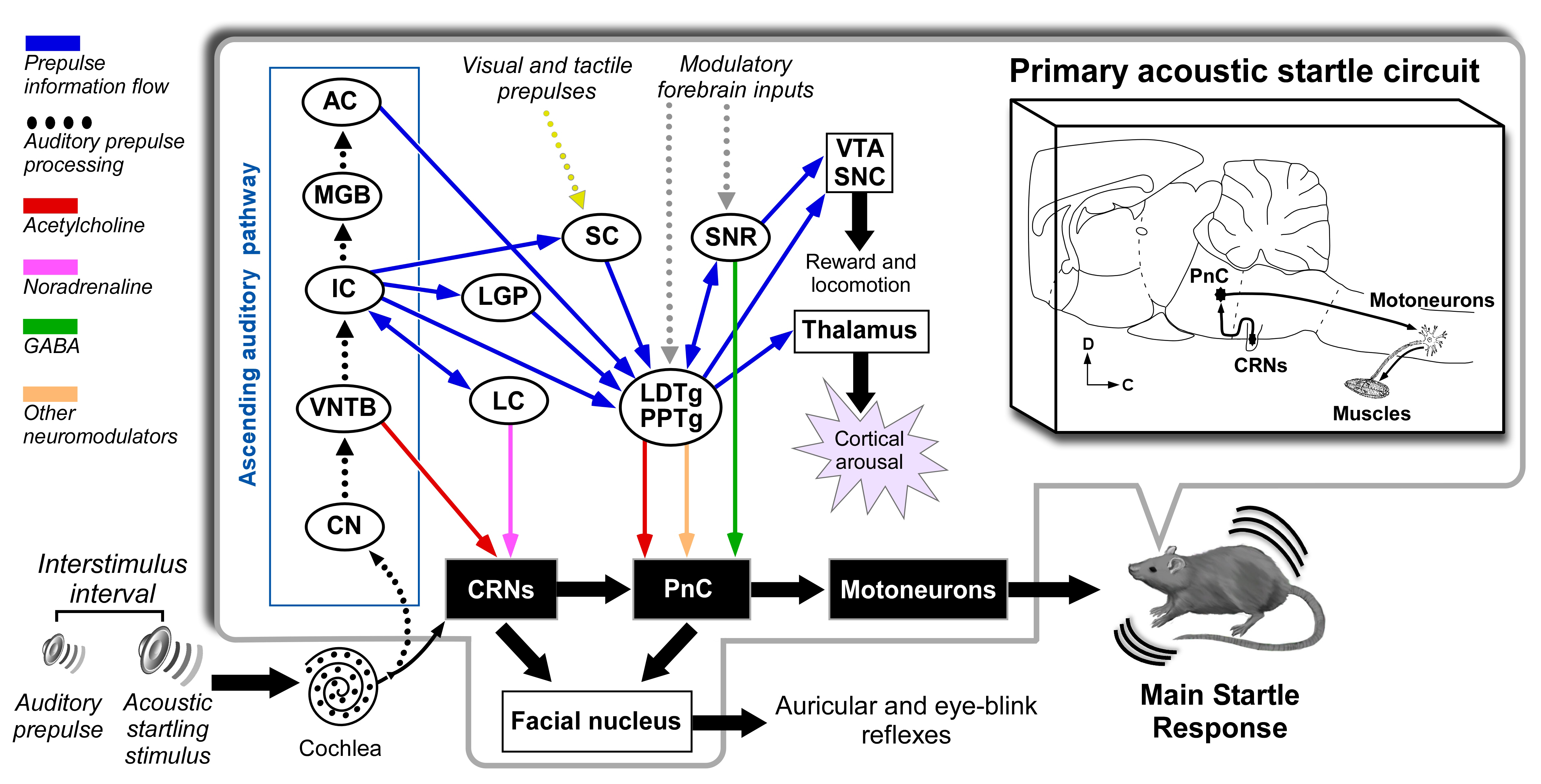 Brain Sciences Free FullText Prepulse Inhibition of the Auditory