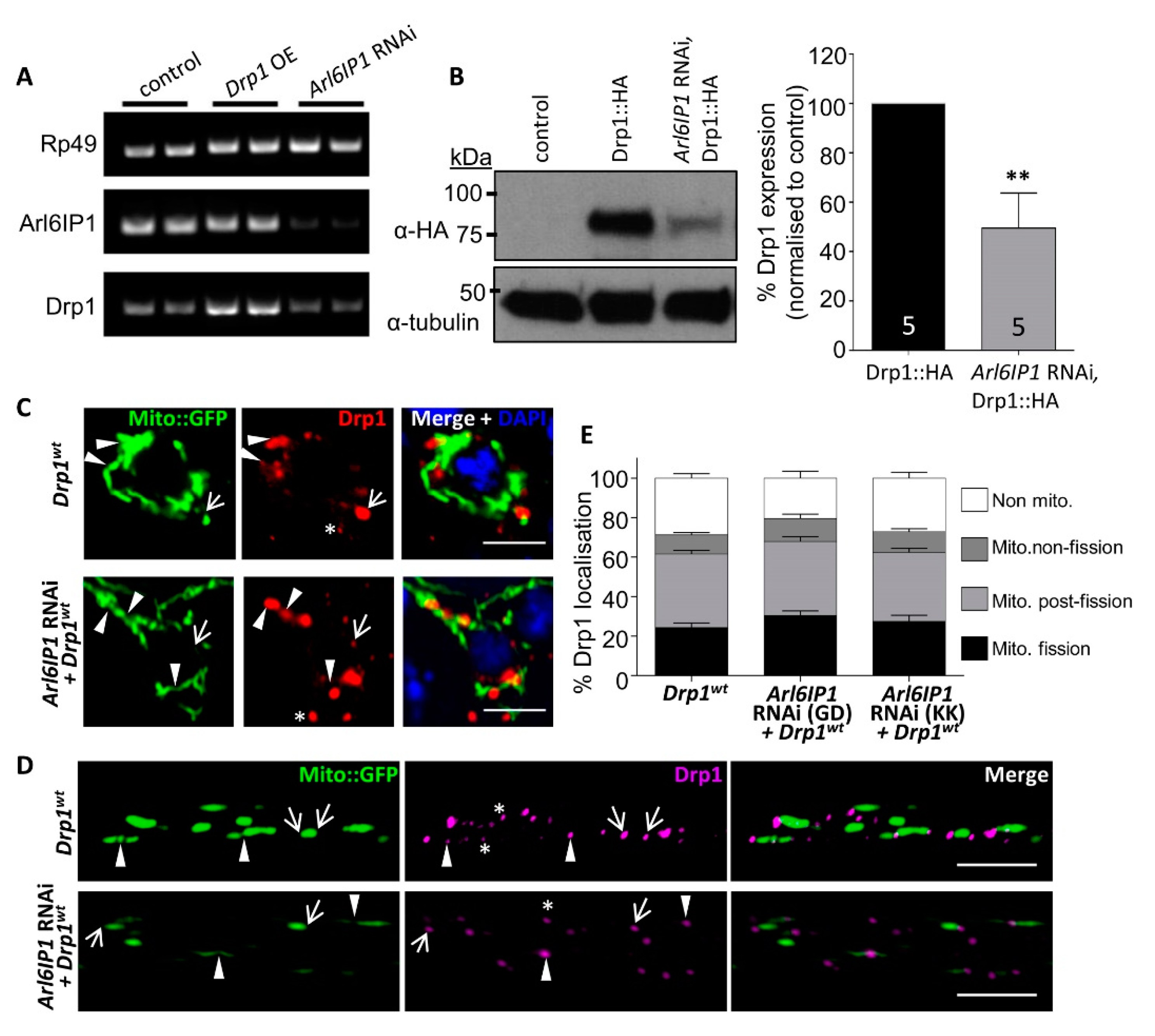 Brainsci 10 00646 g001