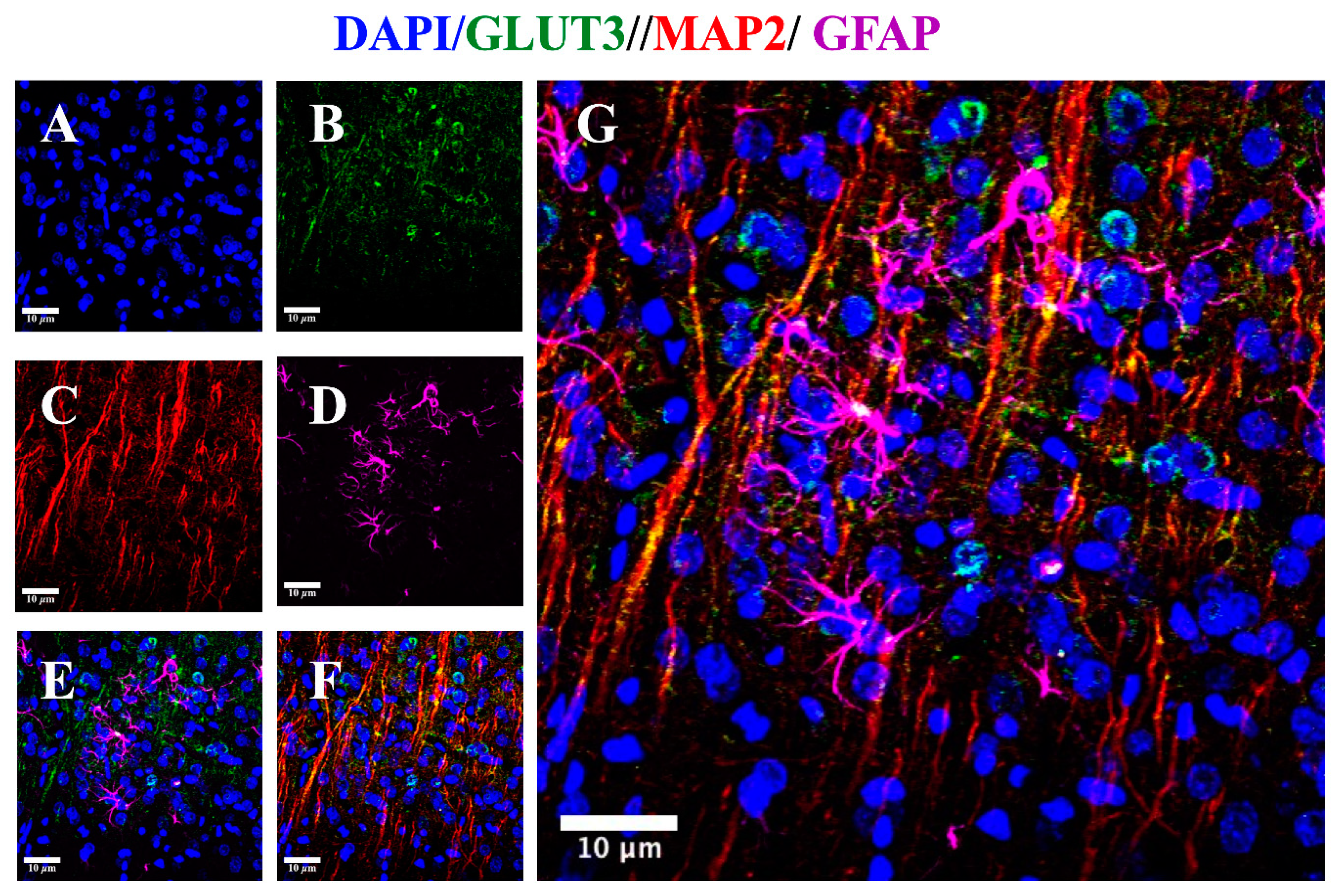 Brainsci 10 00651 g004 Brainsci 10 00651 g004
