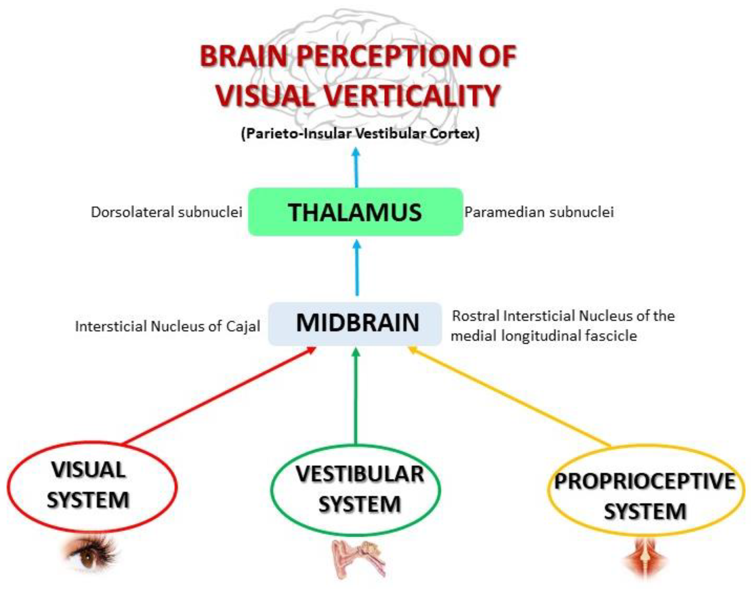 Brainsci 10 00664 g001