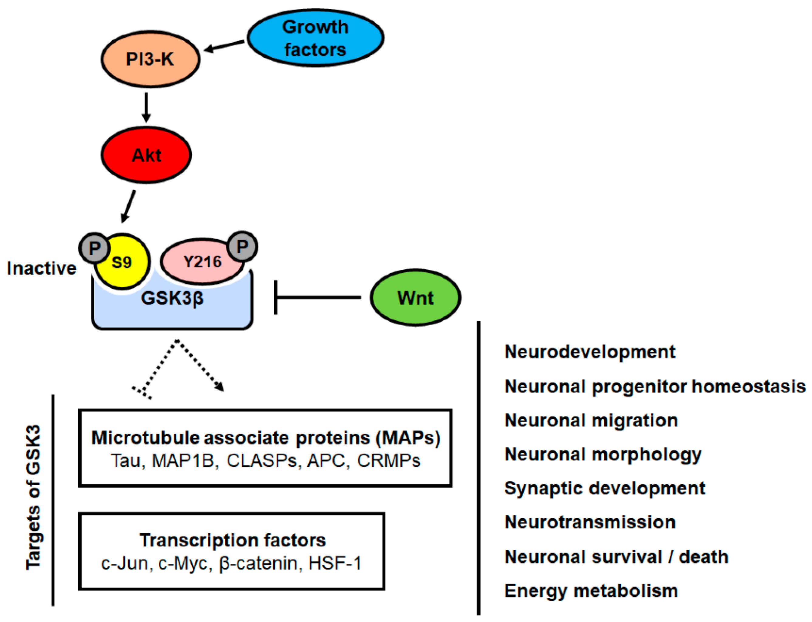 Brainsci 10 00675 g001