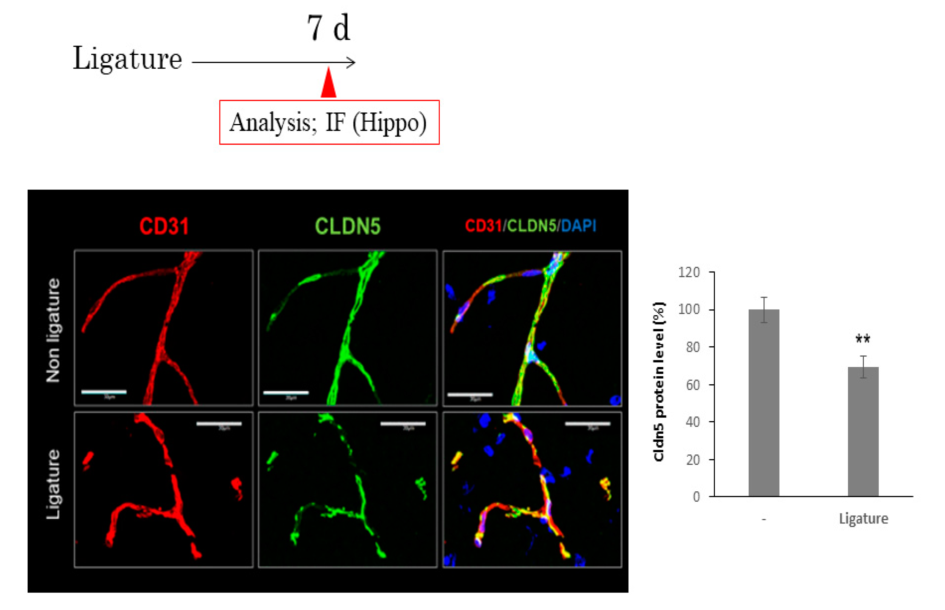 Brainsci 10 00679 g004