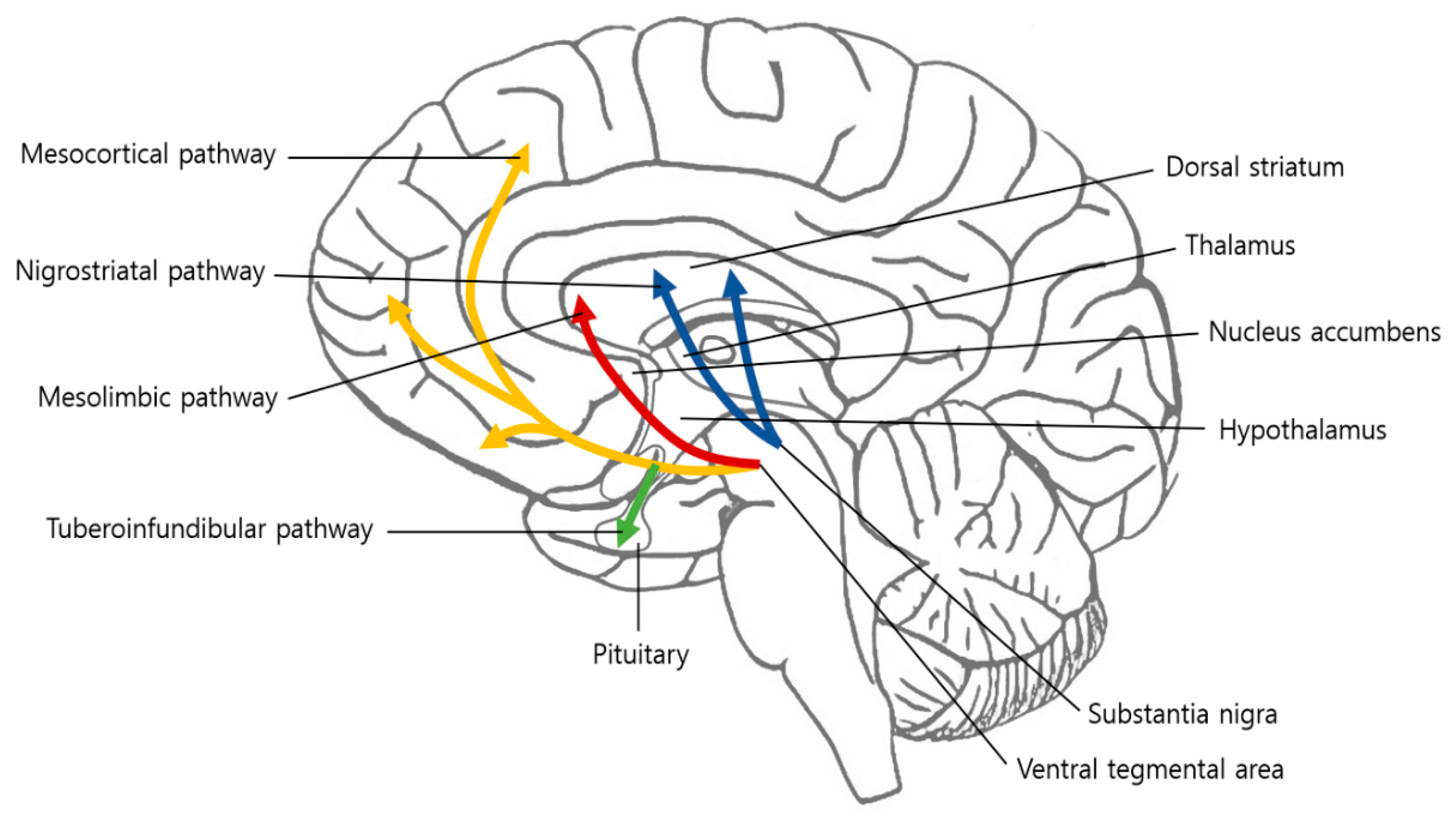 Dopamine Pathways Of The Brain Biology Diagrams